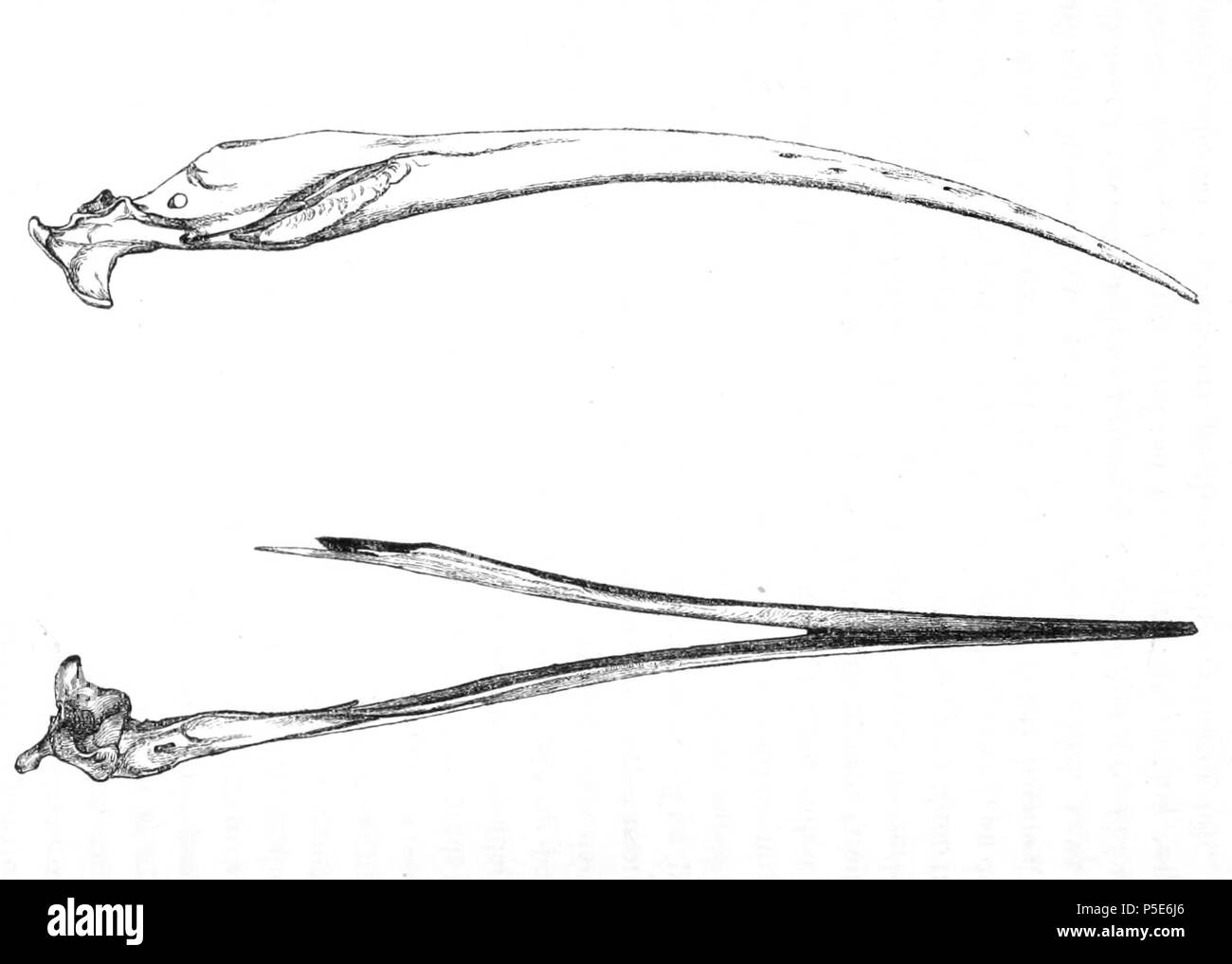 N/A. Englisch: "Aphanapteryx broeckei" = Aphanapteryx bonasia (Rot) - unterkiefer Français: "Aphanapteryx broeckei" = Aphanapteryx bonasia - mandibule. 1869. Alphonse Milne-Edwards (1835 - 1900) Alternative Namen Milne-Edw.; Milne-Edwards; A. Milne-Edwards Beschreibung französischer Botaniker, Ornithologen, Zoologe, carcinologist, Hochschullehrer und Wissenschaftler Geburtsdatum / Tod 13. Oktober 1835 21. April 1900 Ort der Geburt / Todes Paris Paris arbeiten Standort Paris Aufsicht: Q 542059 VIAF: 95329068 ISNI: 0000 0001 2283 1778 81127842 LCCN: n NLA: 36586371 Botaniker: Milne-Edw. Stockfoto