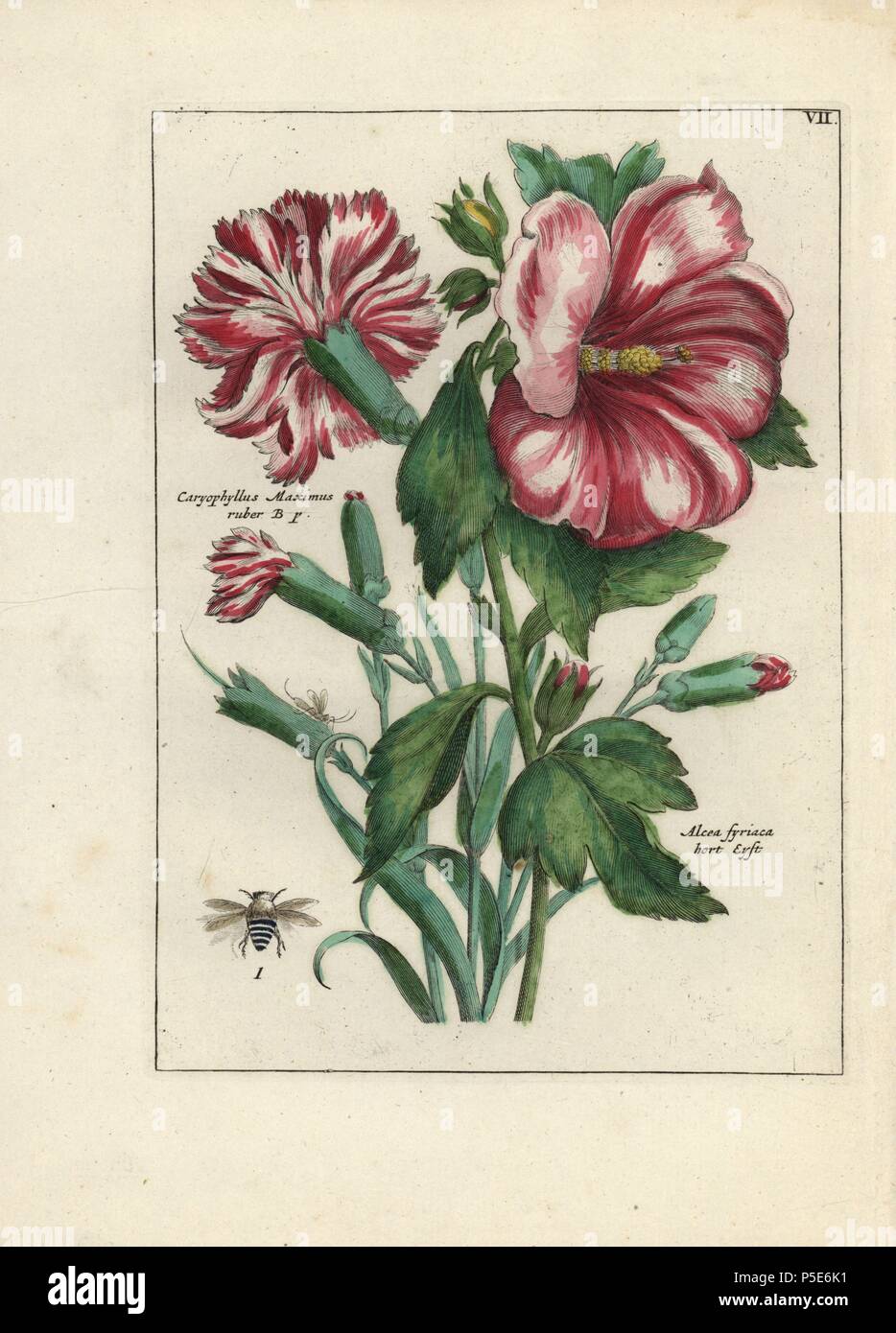 Nelke, Caryophyllus maximus ruber und Malve, Alcea syriaca, mit Biene. Papierkörbe Kupferstich botanischen Gravur von 'Nederlandsch Bloemwerk" (Dutch Flower Arrangements), Amsterdam, J.B. Elwe, 1794. Die Künstler der bildenden Platten ist ein Geheimnis: Der Titel Bouquet hat die Signatur von Paul Theodor Van Brussel (1754-1795), der Dutch Flower painter, aurikel ist "vom Leben rawn' von A. Bres. Nach Hunt, 30 Platten zeigen den Einfluss des berühmten französischen Künstlers Nicolas Robert (1614-1685). Stockfoto