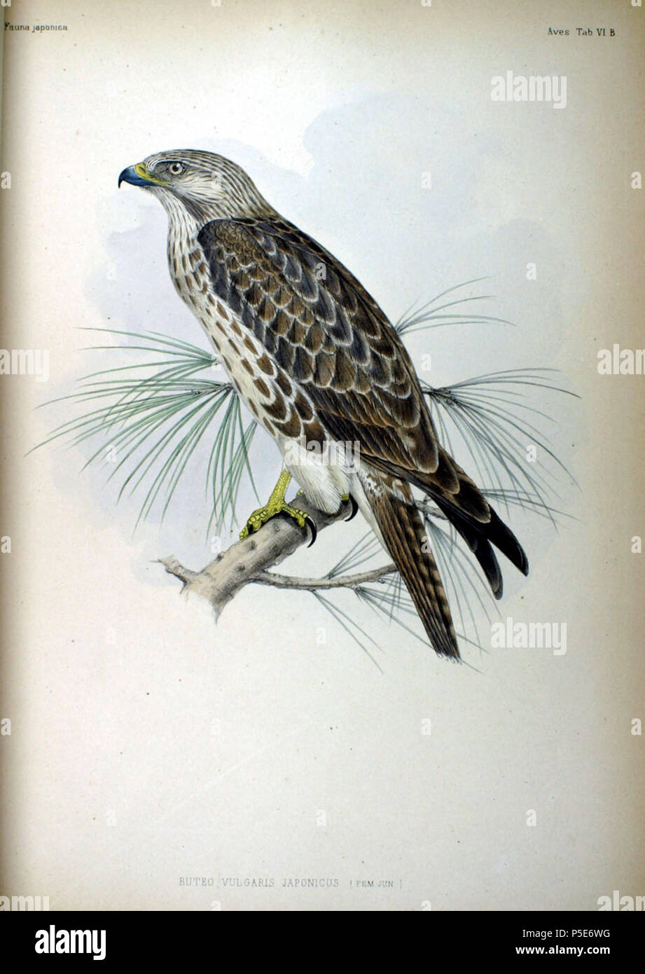 Buteo japonicus japonicus Fotos und Bildmaterial in hoher Auflösung