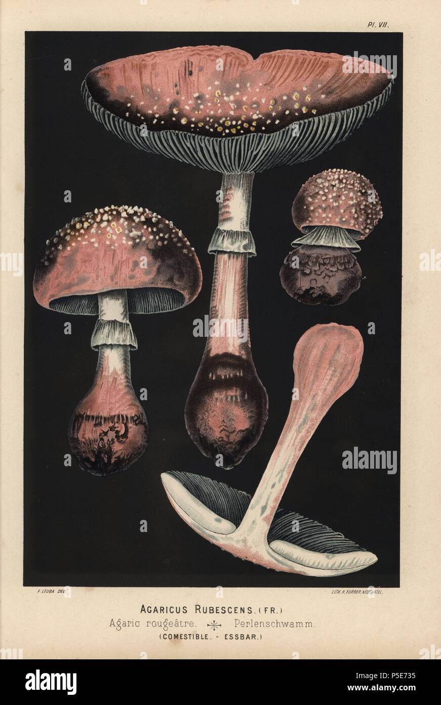 Agaricus rubescens, Amanita rubescens, Agaric rougeatre, Essbar. Chromolithograph einer Illustration von Fritz Leuba von 'Les Champignons comestibles et les especes vénéneuses avec lesquelles ils pourraient être confondus' (essbare Pilze und die giftige Arten, sie sollte nicht mit) verwechselt werden, die Delachaux et Niestle, Neuchatel, Schweiz 1890, Lithographiert von H. Furrer. Fritz Leuba (1848-1910) war ein mykologe und Interpret von Neuchatel, Schweiz. Stockfoto