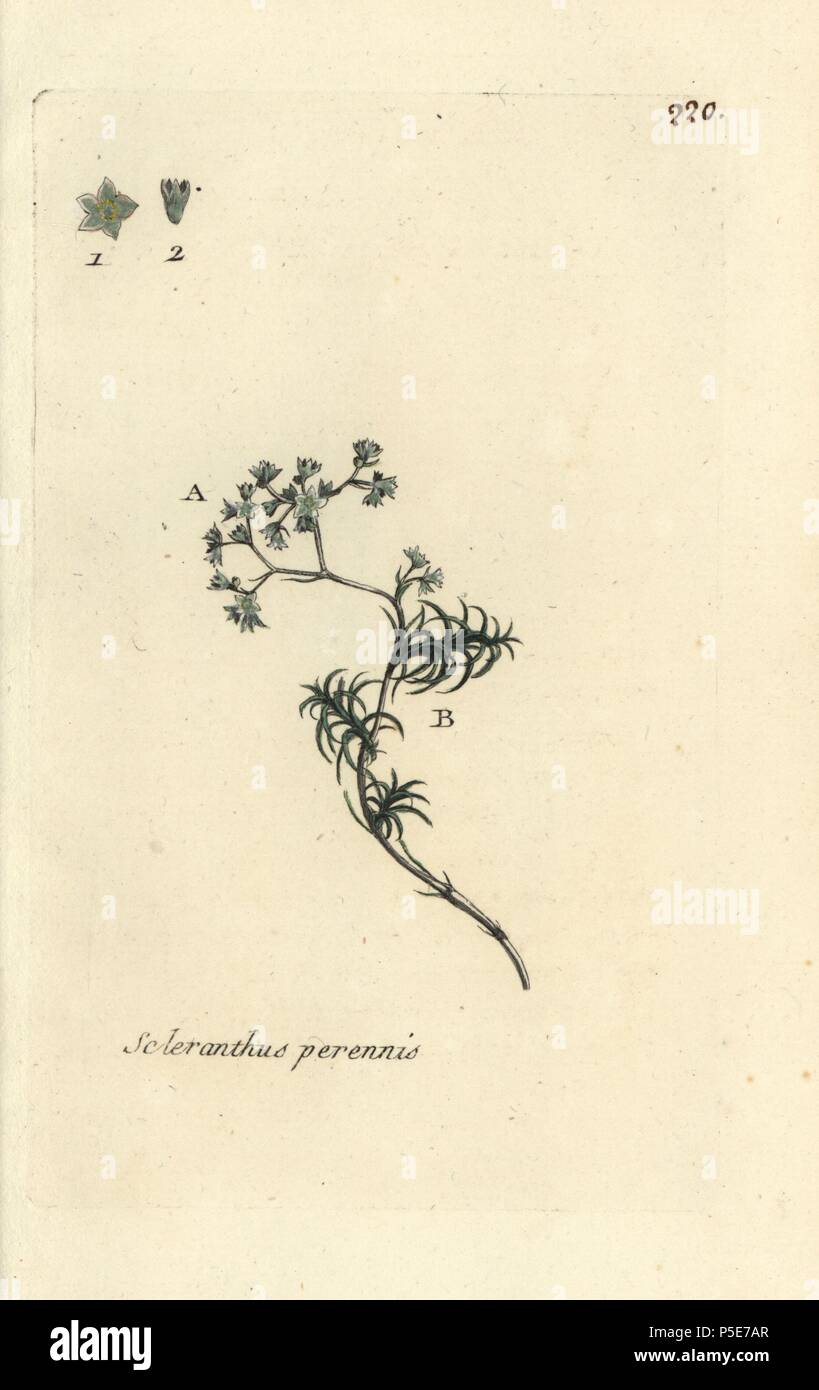 Mehrjährig knawel, Scleranthus perennis. Papierkörbe botanischen ausgearbeitet und von Pierre Bulliard aus seinem eigenen 'Flora Parisiensis graviert", 1776, Paris, S. F. Didot. Pierre Bulliard (1752-1793) war ein berühmter französischer Botaniker die drei-Farben-platte Drucktechnik. Seine Einführung in die Blüten der Pariser 640 Pflanzen. Stockfoto