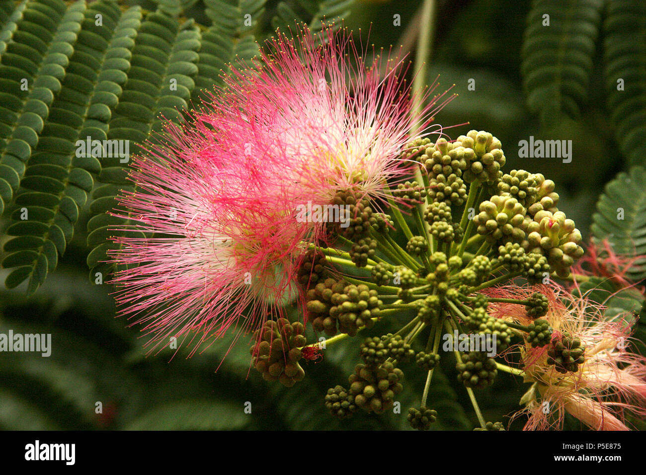 Persischer Seide tree blossom Stockfoto