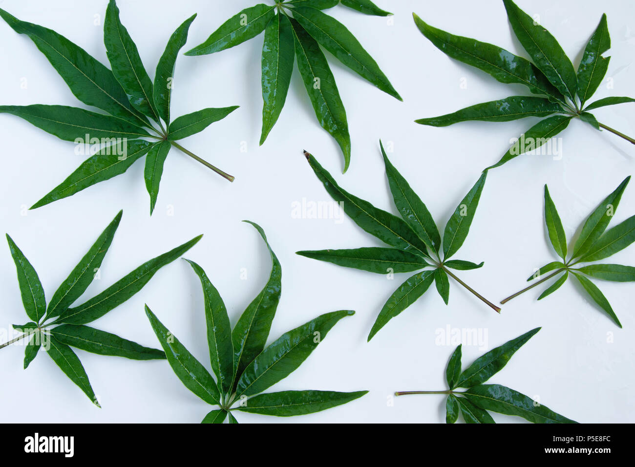 Marihuana Blatt Stockfotos und bilder Kaufen Alamy