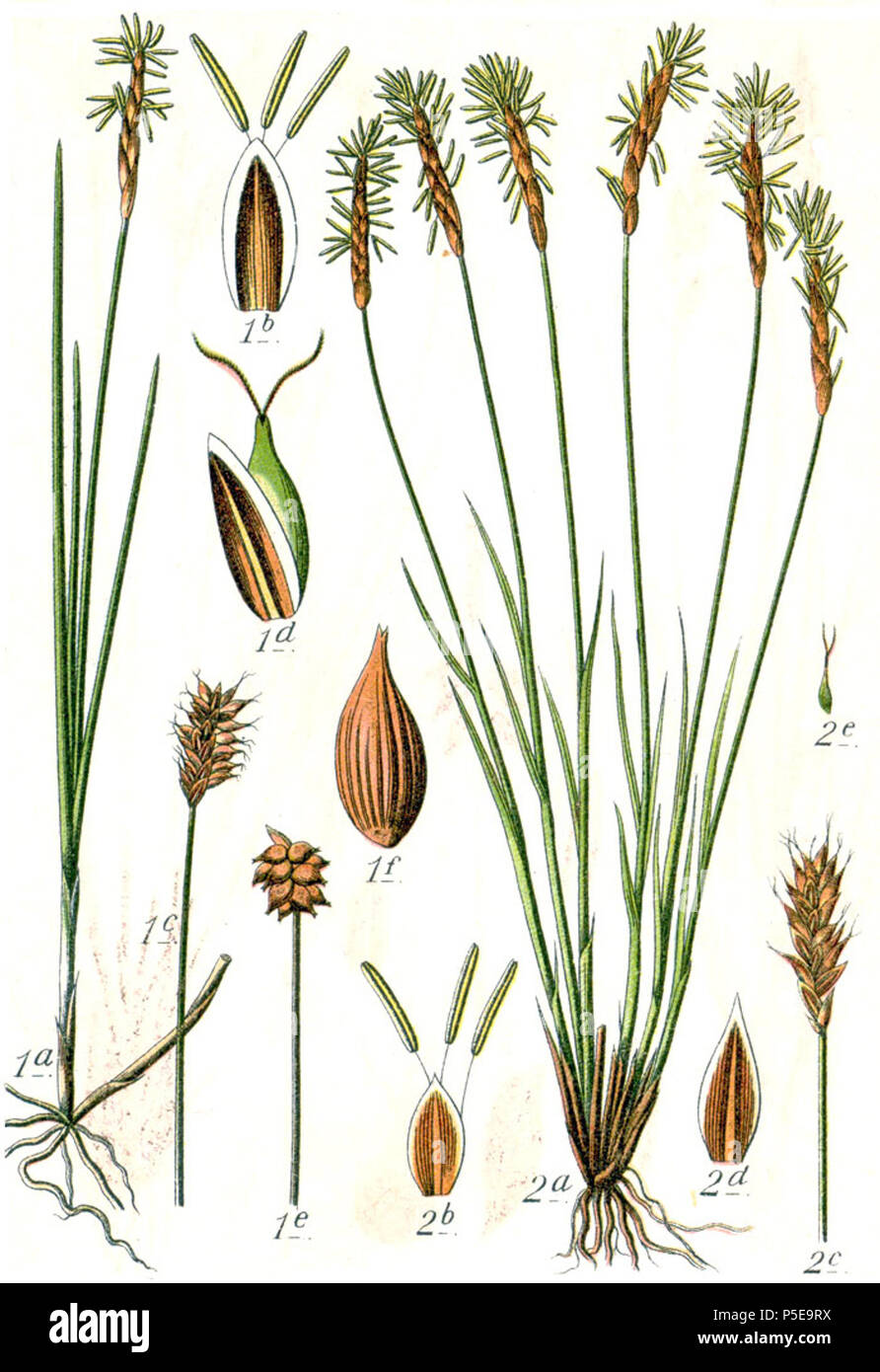 Carex dioeca et Carex davalliana Aus: J. Sturm Flora von Deutschland 271 Carex dioica Sturm 22. Stockfoto