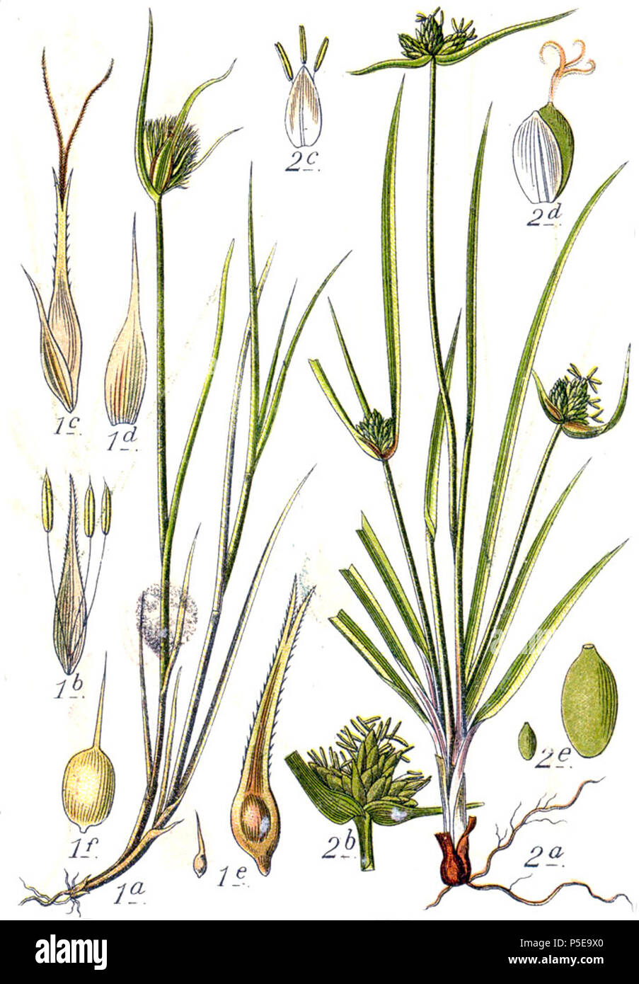 Carex cyperoides et Carex baldensis Aus: J. Sturm Flora von Deutschland 271 Carex spp Sturm 25. Stockfoto