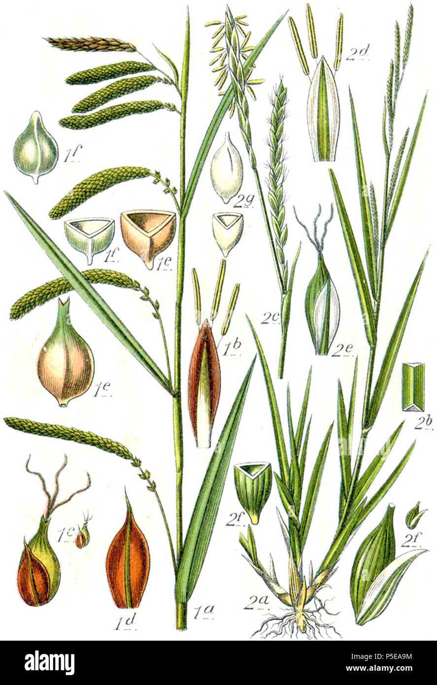 Carex pendula et Carex strigosa Aus: J. Sturm Flora von Deutschland 271 Carex spp Sturm 46 Stockfoto