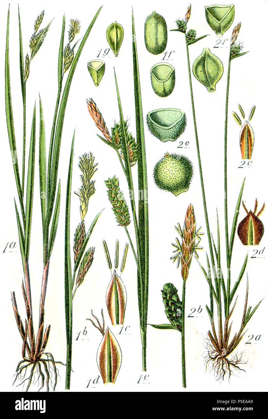 Carex pallescens et Carex tomentosa Aus: J. Sturm Flora von Deutschland 271 Carex spp Sturm 47 Stockfoto