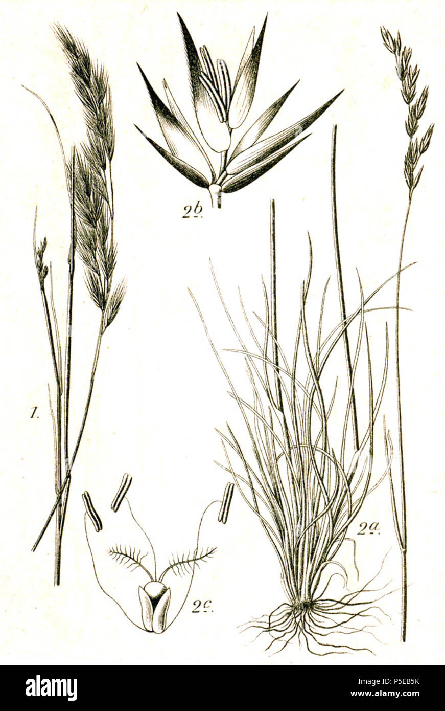 N/A. 1. Vulpia bromoides (L.), Grau, Syn. Festuca sciuroides Roth 2. Festuca ovina L. Original Bildunterschrift 1. Trespen-Schwingel, Festuca sciuroides Roth 2. Schaf-Schwingel, F. ovina L.. 1796. Johann Georg Sturm (Maler: Jakob Sturm) 554 Festuca spp Sturm 42 Stockfoto