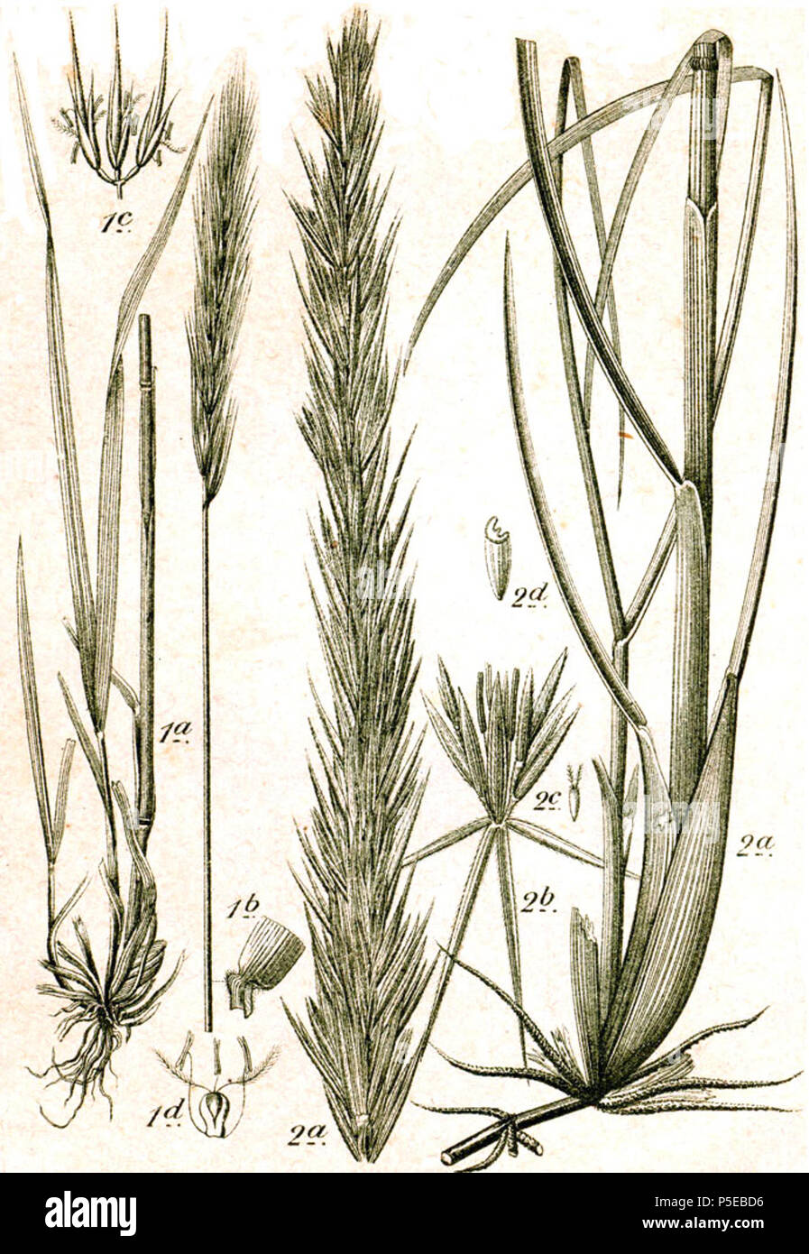 N/A. 1. Hordelymus europaeus (L.), Jess. ex-Harz, Syn. Hordeum sylvaticum Huds. 2. Leymus arenarius (L.) Hochst., Syn. Elymus arenarius L. Original Bildunterschrift 1. Wald-Gerste, Hordeum sylvaticum Huds. 2. Strandhafer, Elymus arenarius L.. 1796. Johann Georg Sturm (Maler: Jakob Sturm) 506 Elymus spp Sturm 56 Stockfoto