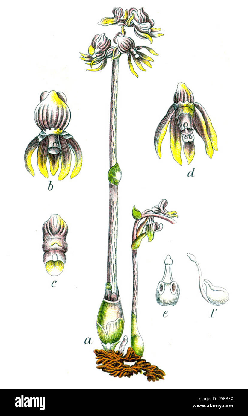 N/A. ThePlantList.org: Epipogium aphyllum Swartz (1814), Syn. Epipogium generalis E. H. L. Krause (1905) Tela-Botanica.org: Ohnblatt, Epipogium aphyllum Sw. Originale Bildunterschrift Ohnblatt, Epipogon generalis. 1796. Johann Georg Sturm (Maler: Jakob Sturm) 520 Epipogium aphyllum Sturm 16. Stockfoto