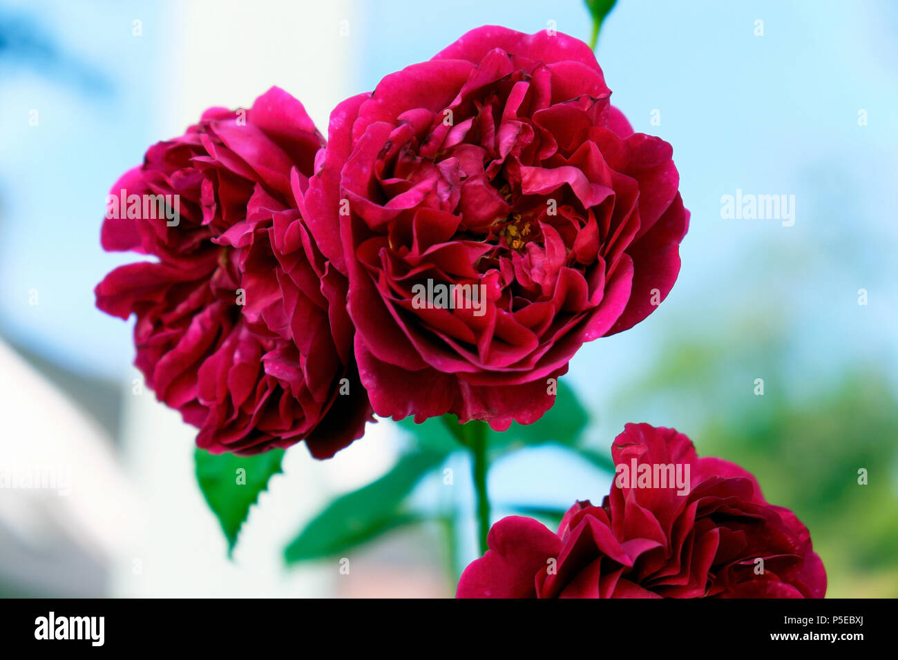 Großaufnahme eines purpurroten magentaroten, dunkelroten Old Rose Charles de Mills in Blüte, der in einem Landgarten im Juni in Carmarthenshire Wales, Großbritannien, wächst KATHY DEWITT Stockfoto