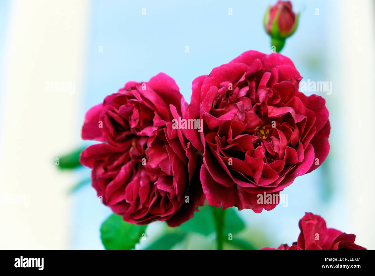 Großaufnahme eines purpurroten magentaroten, dunkelroten Old Rose Charles de Mills in Blüte, der in einem Landgarten im Juni in Carmarthenshire Wales, Großbritannien, wächst KATHY DEWITT Stockfoto