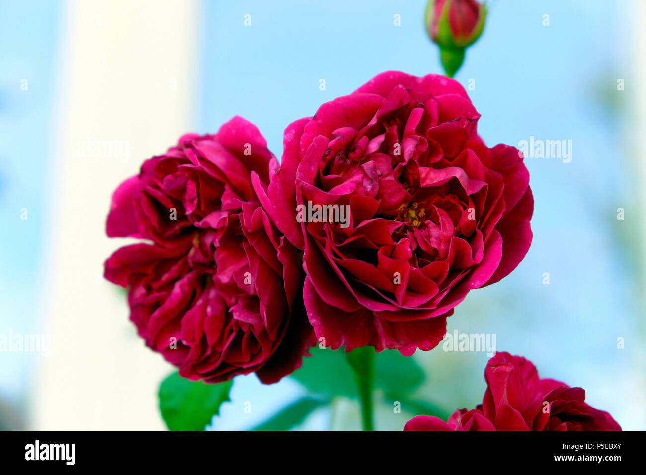 Großaufnahme eines purpurroten magentaroten, dunkelroten Old Rose Charles de Mills in Blüte, der in einem Landgarten im Juni in Carmarthenshire Wales, Großbritannien, wächst KATHY DEWITT Stockfoto
