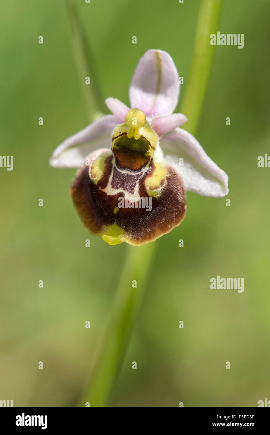 Ende Spinne - Orchidee (Ophrys fuciflora), Blume, Kanton Genf, Schweiz Stockfoto
