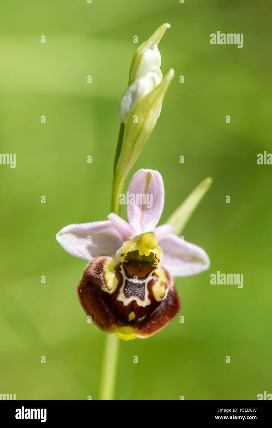 Ende Spinne - Orchidee (Ophrys fuciflora), Blume, Kanton Genf, Schweiz Stockfoto
