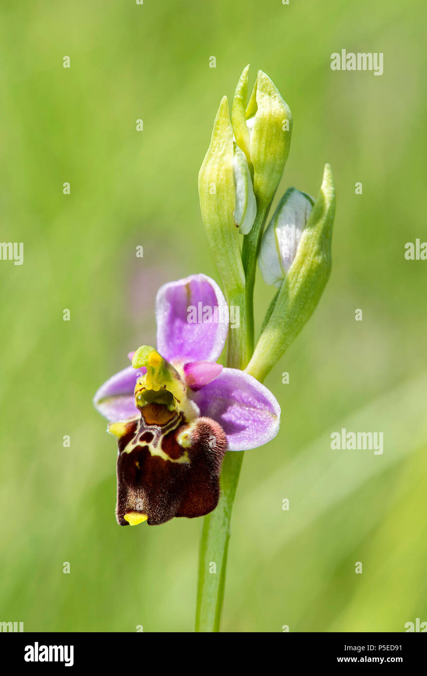Ende Spinne - Orchidee (Ophrys fuciflora), Blume, Kanton Genf, Schweiz Stockfoto