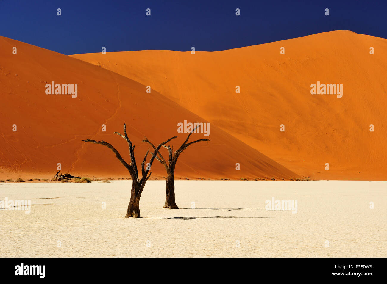 Tote Bäume in der Salzpfanne, Sossusvlei, Namib Naukluft National Park, Namibia Stockfoto