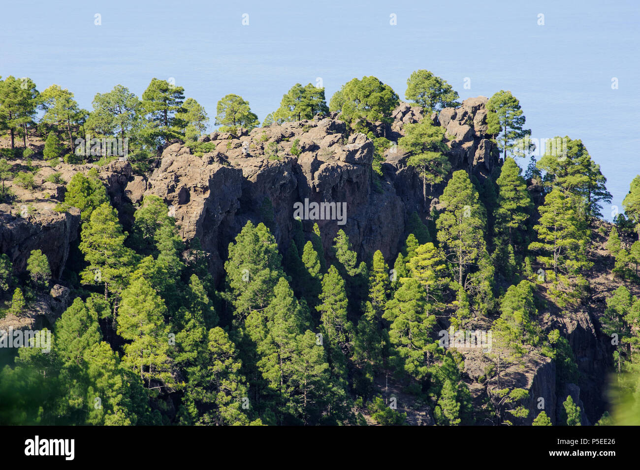 Naturpark Tamadaba Stockfoto