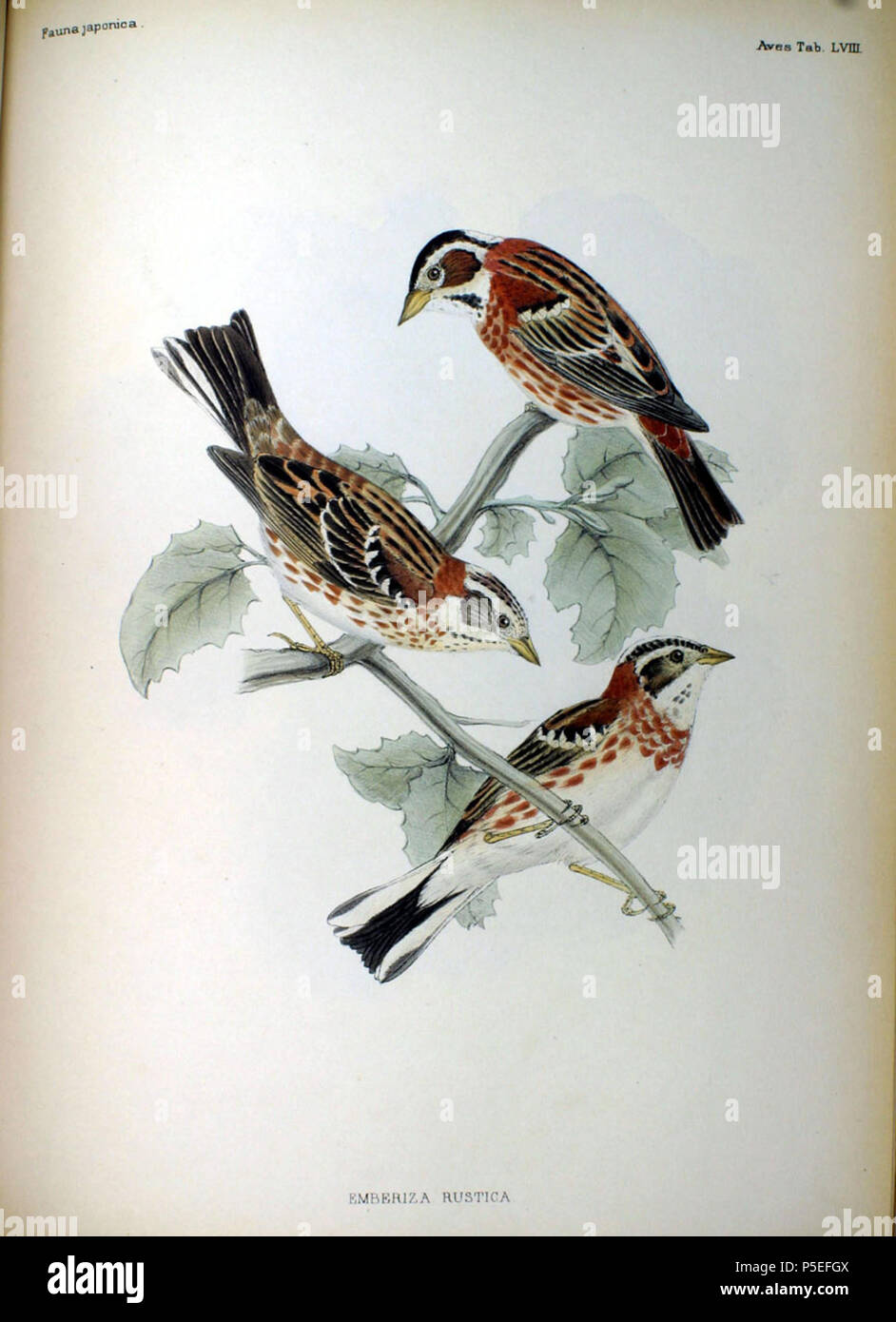 N/A. Englisch: Abbildung der rustikalen Ammern von Fauna Japonica. 1842. Philipp Franz von Siebold (1796-1866) Alternative Namen Siebold, Philipp Franz Balthasar von Siebold Beschreibung deutsche Arzt, Naturforscher und Künstler Geburtsdatum / Tod 17. Februar 1796 vom 18. Oktober 1866 Ort der Geburt / Tod Würzburg Würzburg Arbeit Lage Leiden Authority control: Q 77140 VIAF: 17320528 ISNI: 0000 0001 0875 0584 ULAN: 500325999 50058839 LCCN: n NLA: 35498475 WorldCat 507 Emberiza rustica Fauna Japonica Stockfoto