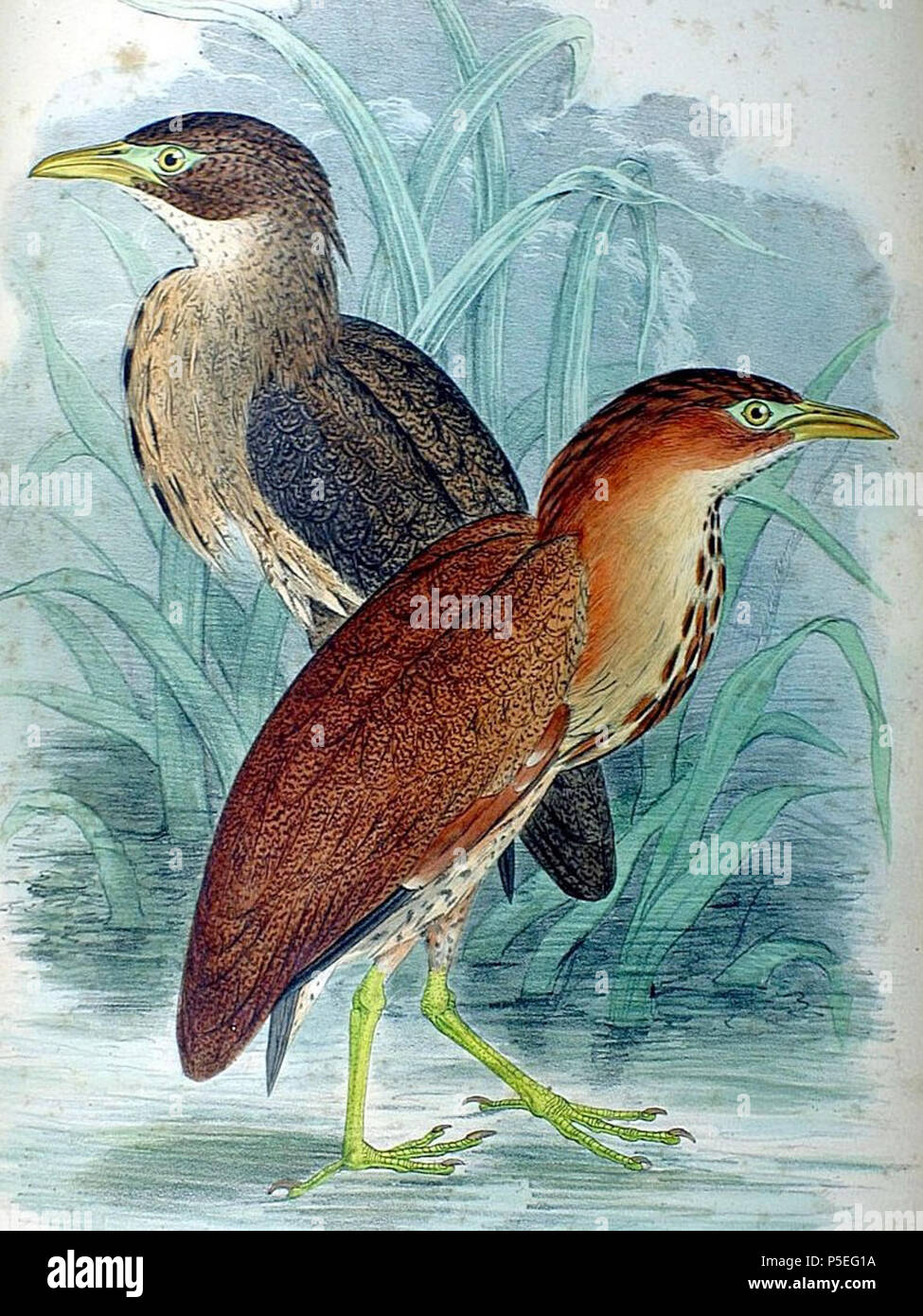 N/A. Englisch: Eine Abbildung eines japanischen Night Heron von Fauna Japonica. 1842. Philipp Franz von Siebold (1796-1866) Alternative Namen Siebold, Philipp Franz Balthasar von Siebold Beschreibung deutsche Arzt, Naturforscher und Künstler Geburtsdatum / Tod 17. Februar 1796 vom 18. Oktober 1866 Ort der Geburt / Tod Würzburg Würzburg Arbeit Lage Leiden Authority control: Q 77140 VIAF: 17320528 ISNI: 0000 0001 0875 0584 ULAN: 500325999 50058839 LCCN: n NLA: 35498475 WorldCat 121 Ardea goisagi Fauna Japonica 2 Stockfoto