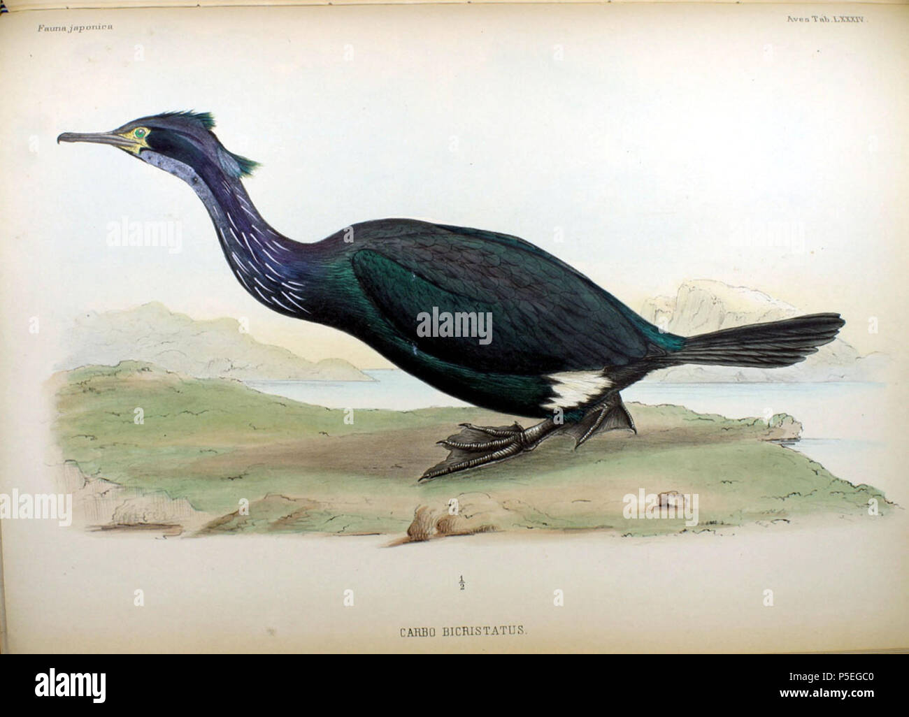 N/A. Englisch: Eine Abbildung eines Erwachsenen red-faced Cormorant (Phalacrocorax carbo bicristatus=urile) von Fauna Japonica. 1842. Philipp Franz von Siebold (1796-1866) Alternative Namen Siebold, Philipp Franz Balthasar von Siebold Beschreibung deutsche Arzt, Naturforscher und Künstler Geburtsdatum / Tod 17. Februar 1796 vom 18. Oktober 1866 Ort der Geburt / Tod Würzburg Würzburg Arbeit Lage Leiden Authority control: Q 77140 VIAF: 17320528 ISNI: 0000 0001 0875 0584 ULAN: 500325999 50058839 LCCN: n NLA: 35498475 WorldCat 270 Carbo bicristatus Fauna Japonica Stockfoto