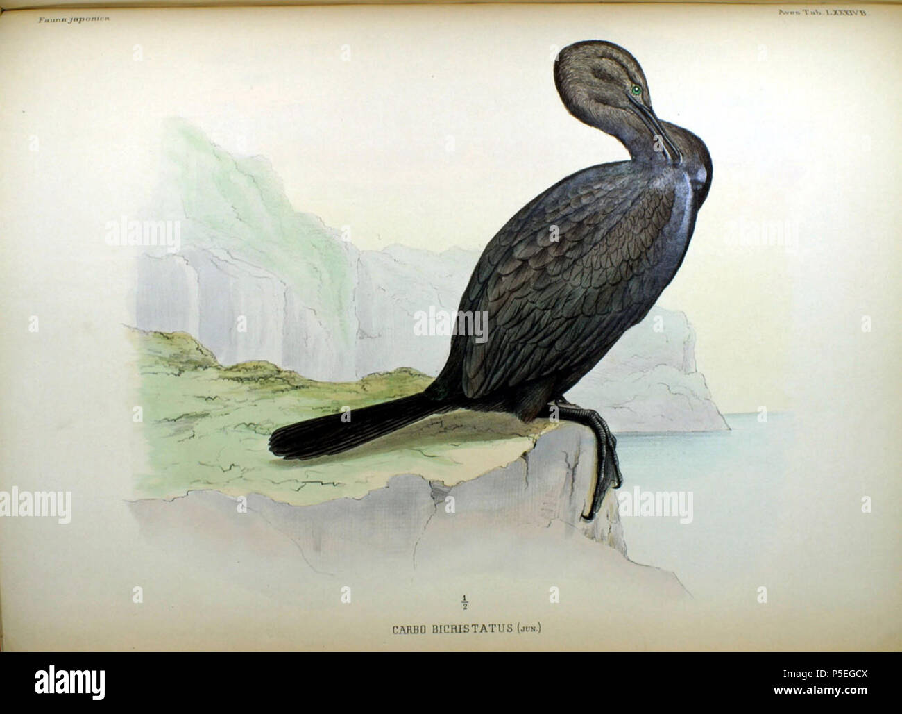 N/A. Englisch: eine Abbildung eines Jungen red-faced Cormorant (Phalacrocorax carbo bicristatus=urile) von Fauna Japonica. 1842. Philipp Franz von Siebold (1796-1866) Alternative Namen Siebold, Philipp Franz Balthasar von Siebold Beschreibung deutsche Arzt, Naturforscher und Künstler Geburtsdatum / Tod 17. Februar 1796 vom 18. Oktober 1866 Ort der Geburt / Tod Würzburg Würzburg Arbeit Lage Leiden Authority control: Q 77140 VIAF: 17320528 ISNI: 0000 0001 0875 0584 ULAN: 500325999 50058839 LCCN: n NLA: 35498475 WorldCat 270 Carbo bicristatus (jun.) Fauna Japonica Stockfoto