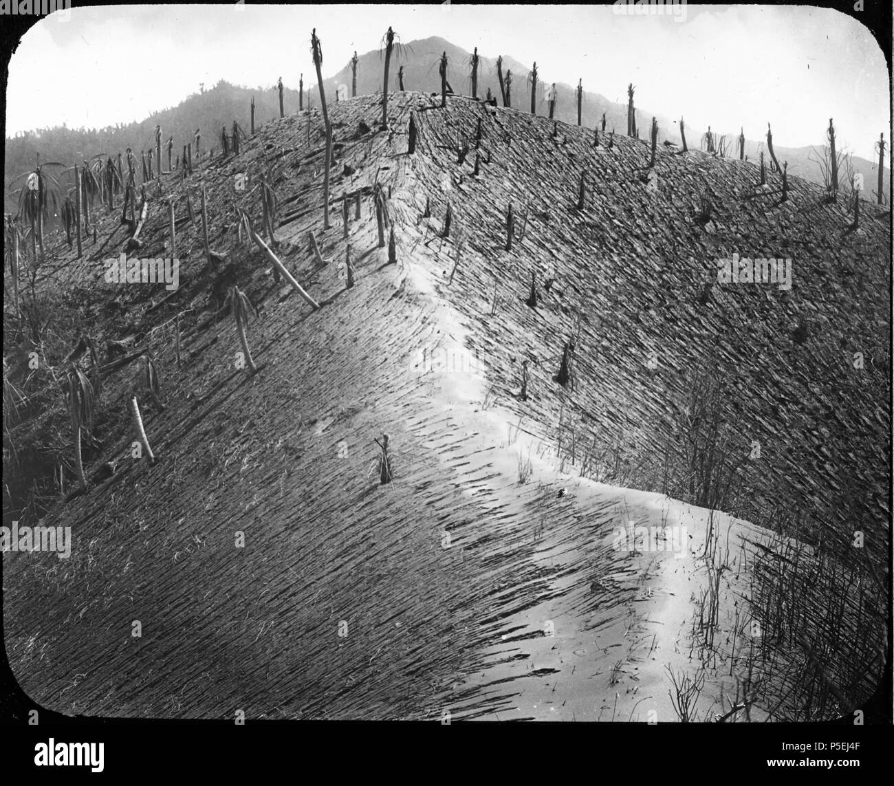 Staub bedeckt Ridge der Bunker Hill, Richmond Estate. Staub bedeckt, mit hervorstehenden Baumstümpfen. Die Palmen haben durch heiße Glutlawinen aus Soufriere Volcano verwüstet worden. Gully Erosion der Asche.. 1902. N/A487 Staub Ridge der Bunker Hill, Richmond estate YORYM-TA 0006 Stockfoto