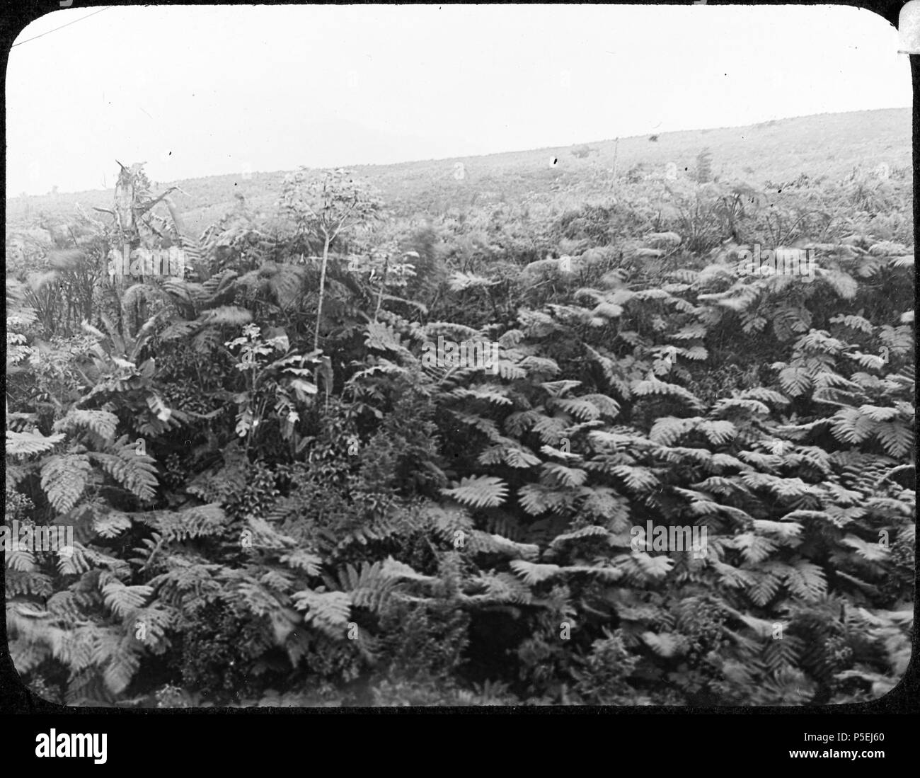 Farne in der Nähe von Morne Rouge. Sanft abfallenden Hügel in der Farne gedeckt. 1907. N/A 554 Farne in der Nähe von Morne Rouge YORYM-TA0309 Stockfoto
