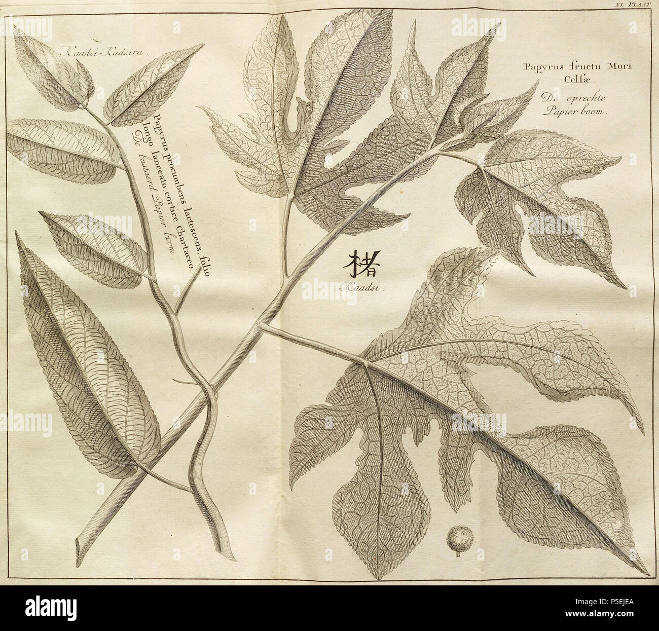 N/A. Englisch: Von Niederländisch Übersetzung von Engelbert Kaempfer: Die Geschichte von Japan (1727). 1729. Engelbert Kaempfer (1651-1716) Alternative Namen Kämpf. Beschreibung deutscher Arzt, Botaniker und japanologist Datum der Geburt / Tod 16. September 1651 2. November 1716 Ort der Geburt / Todes Lemgo Lieme Authority control: Q 58042 VIAF: 41858358 ISNI: 0000 0001 1025 5072 84078543 LCCN: n Botaniker: Kämpf. Open Library: OL 236318 ein WorldCat 194 Beschreibung van Japan - Papierboom Stockfoto