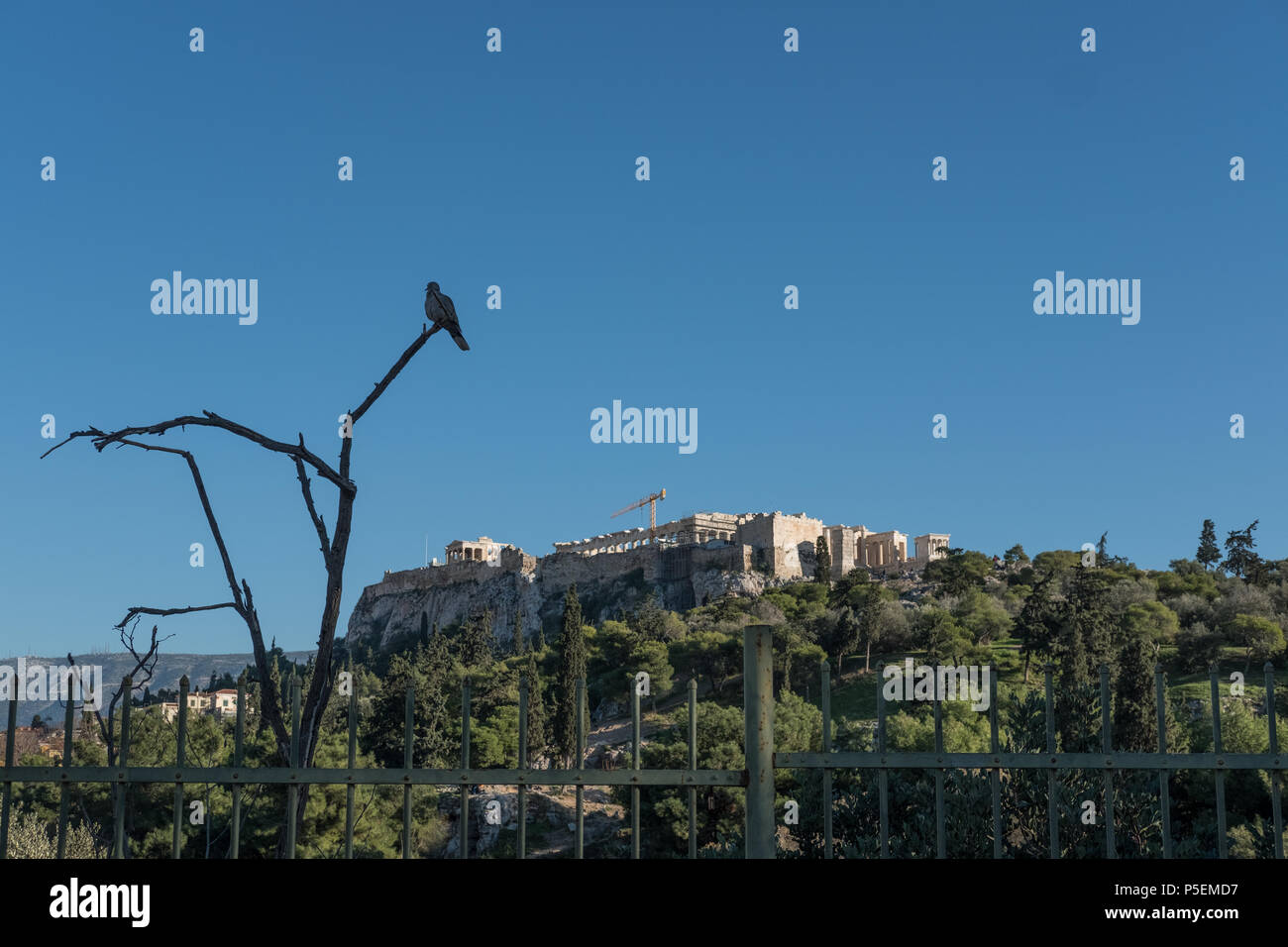 Weiße Taube saß auf einem Zweig vor der Athener Akropolis von blauem Himmel, Athen, Griechenland umgeben. Stockfoto