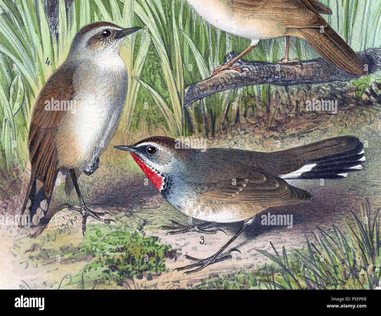 N A Englisch Calliope Calliope Tschebaiewi Grosser Brustmuskel Tschebaiewi Unterarten Von White Tailed Rubythroat Erwachsene Weibliche Und Mannliche Francais Calliope Calliope Tschebaiewi Grosser Brustmuskel Tschebaiewi Sous Espece De