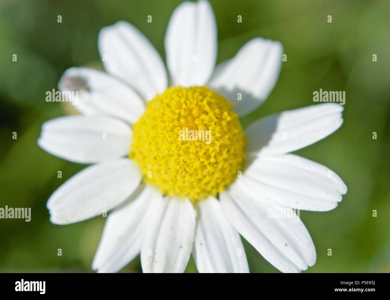 Wild Margarists im Frühjahr Stockfoto