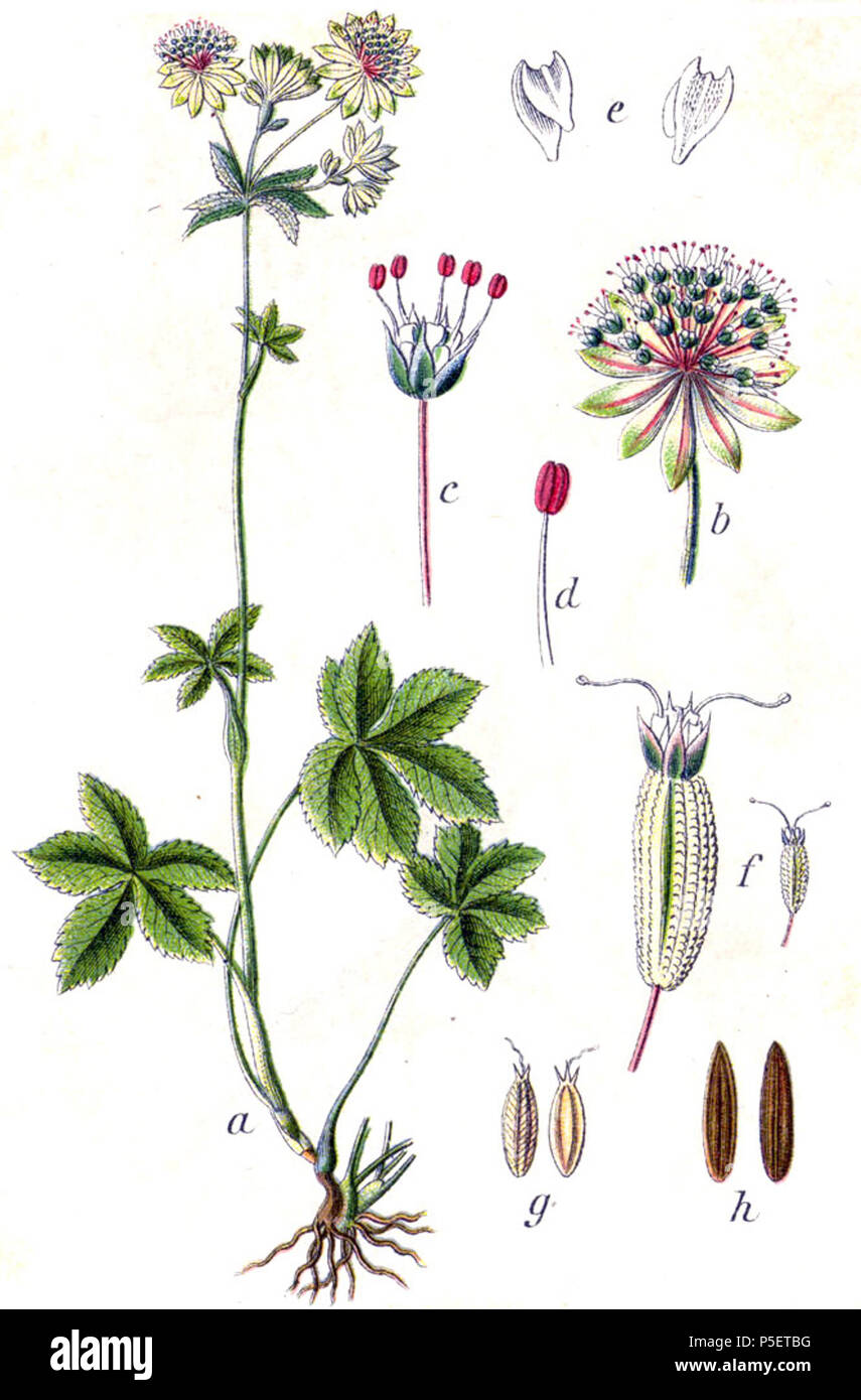 N/A. Astilbe L. Original Bildunterschrift Grosse Strenze, Astilbe. 1796. Johann Georg Sturm (Maler: Jakob Sturm) 143 Astilbe Sturm 4. Stockfoto