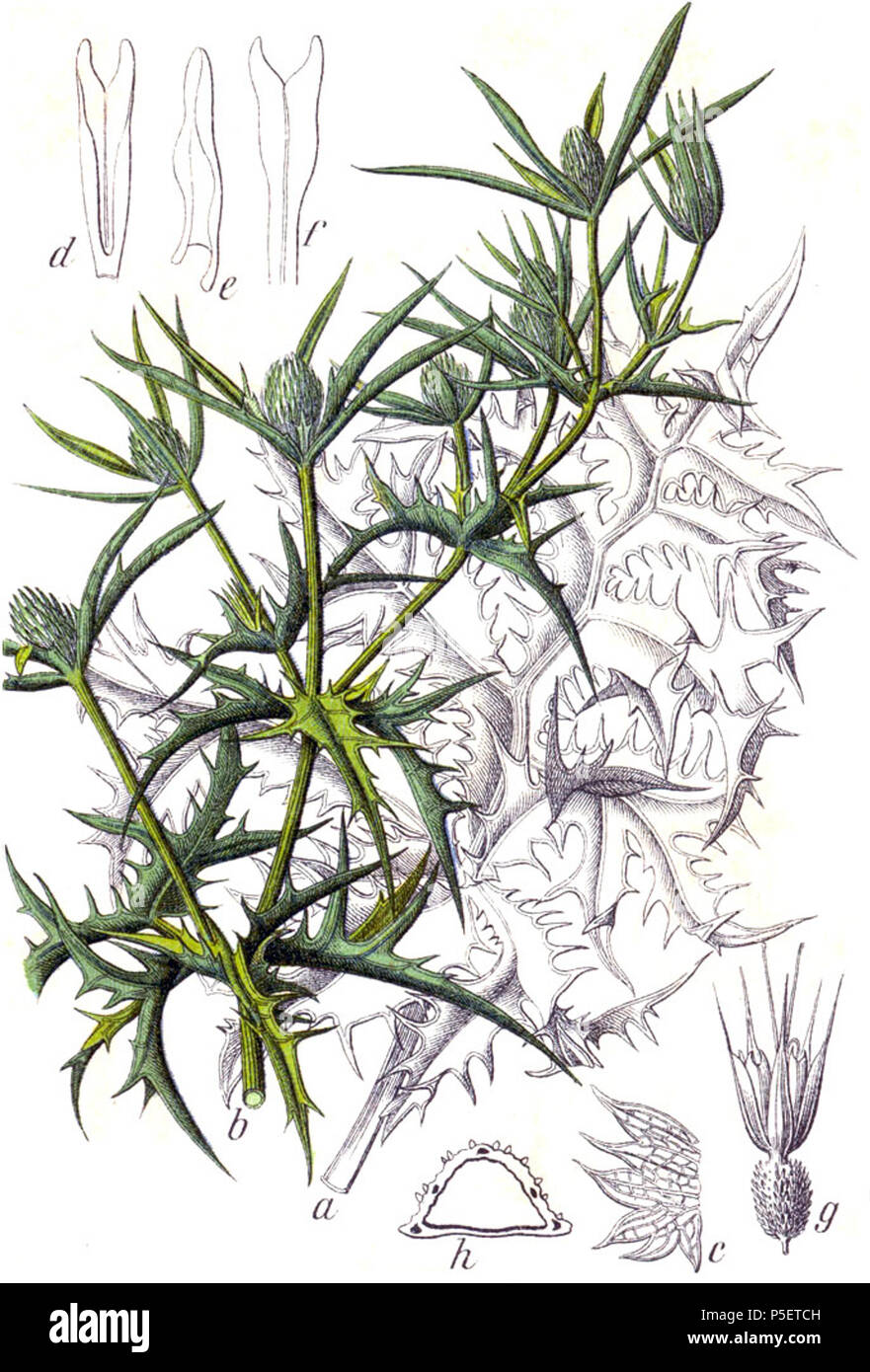 N/A. Eryngium campestre L. Original Bildunterschrift eigentliche mannstreu, Eryngium campestre. 1796. Johann Georg Sturm (Maler: Jakob Sturm) 524 Eryngium campestre Sturm 5. Stockfoto