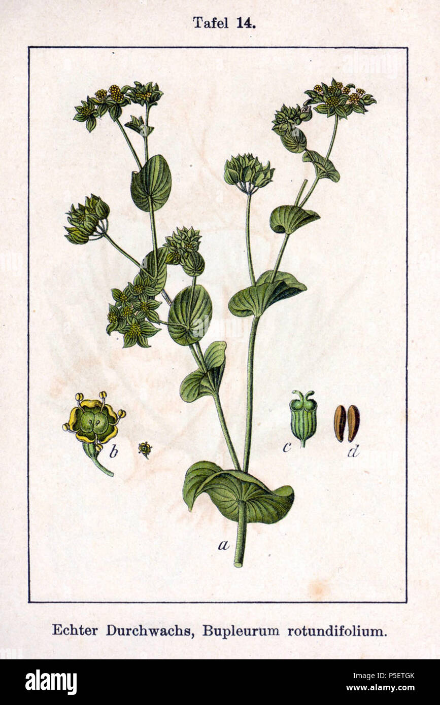 N/A. Englisch: Bupleurum rotundifolium L. in der ursprünglichen Beschreibung Echter Durchwachs, Bupleurum Rotundifolium. 14. Juni 2004. Johann Georg Sturm (Maler: Jakob Sturm) 249 Bupleurum rotundifolium Sturm 12014 Stockfoto