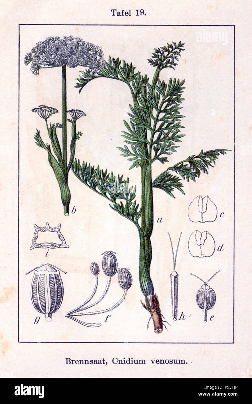 N/A. Cnidium dubium (Schkuhr) Thell., Syn. Cnidium venosum (Hoffm.) W.D.J.Koch, nom. Illeg. Original Beschreibung Brennsaat, Cnidium venosum. 1796. Johann Georg Sturm (Maler: Jakob Sturm) 354 Cnidium dubium Sturm 19. Stockfoto