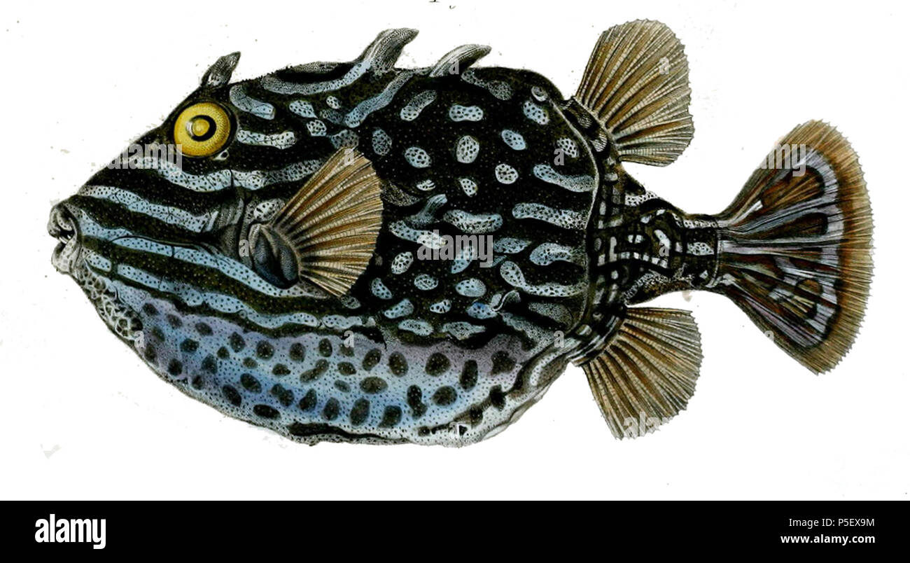 N/A. Aracana aurita. 1844. Richardson, J. 116 Aracana aurita Richardson Stockfoto