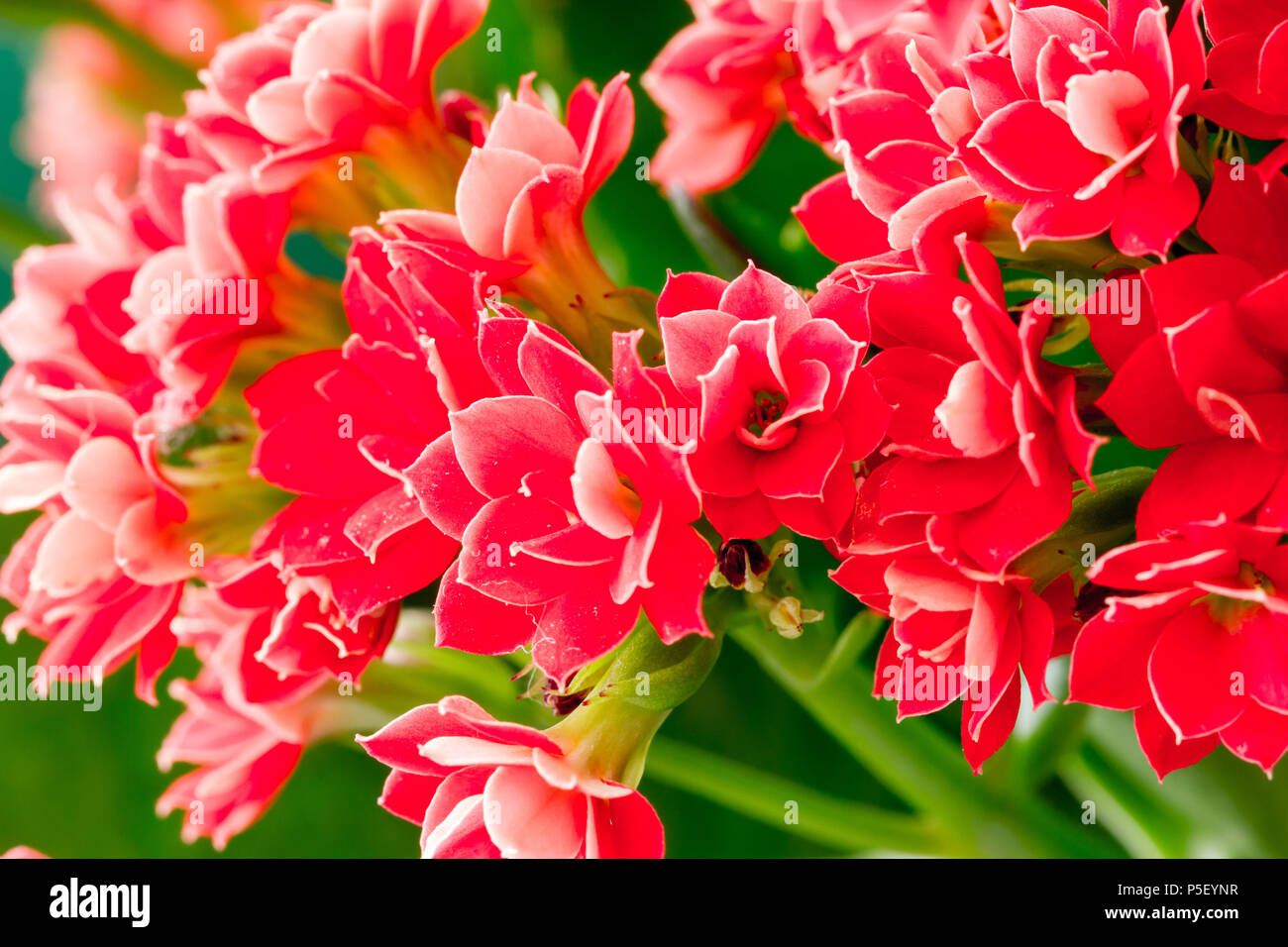 Kalanchoe blossfeldiana, flammenden katy Zimmerpflanze rote Blten aus der  Nhe Stockfotografie - Alamy