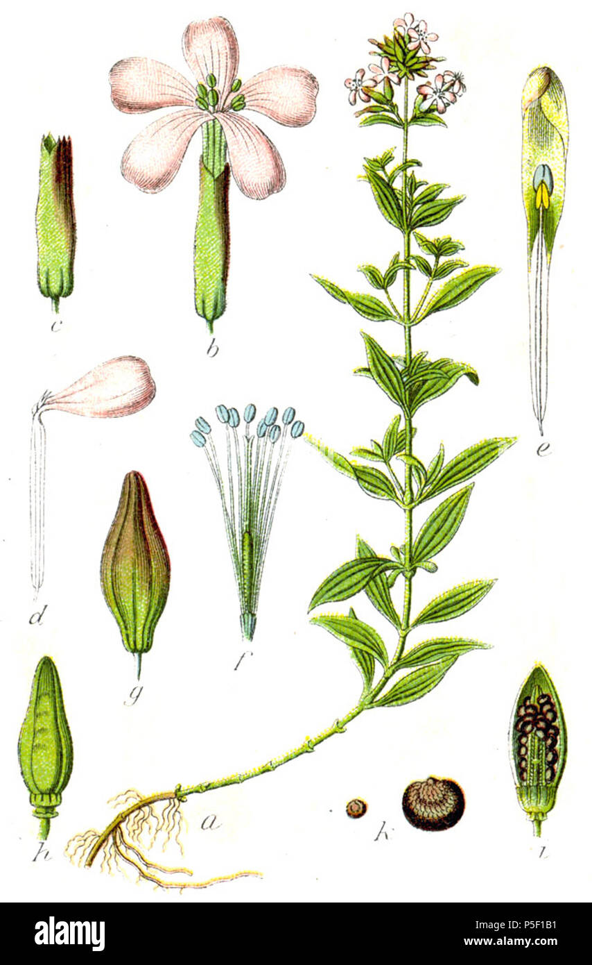 N/A. Saponaria officinalis L., Syn. Silene saponaria Fr. ex Willk. & Lange ursprüngliche Beschreibung, Silene Seifenkraut saponaria. 1796. Johann Georg Sturm (Maler: Jakob Sturm) 279 Caryophyllaceae sp Sturm 25. Stockfoto