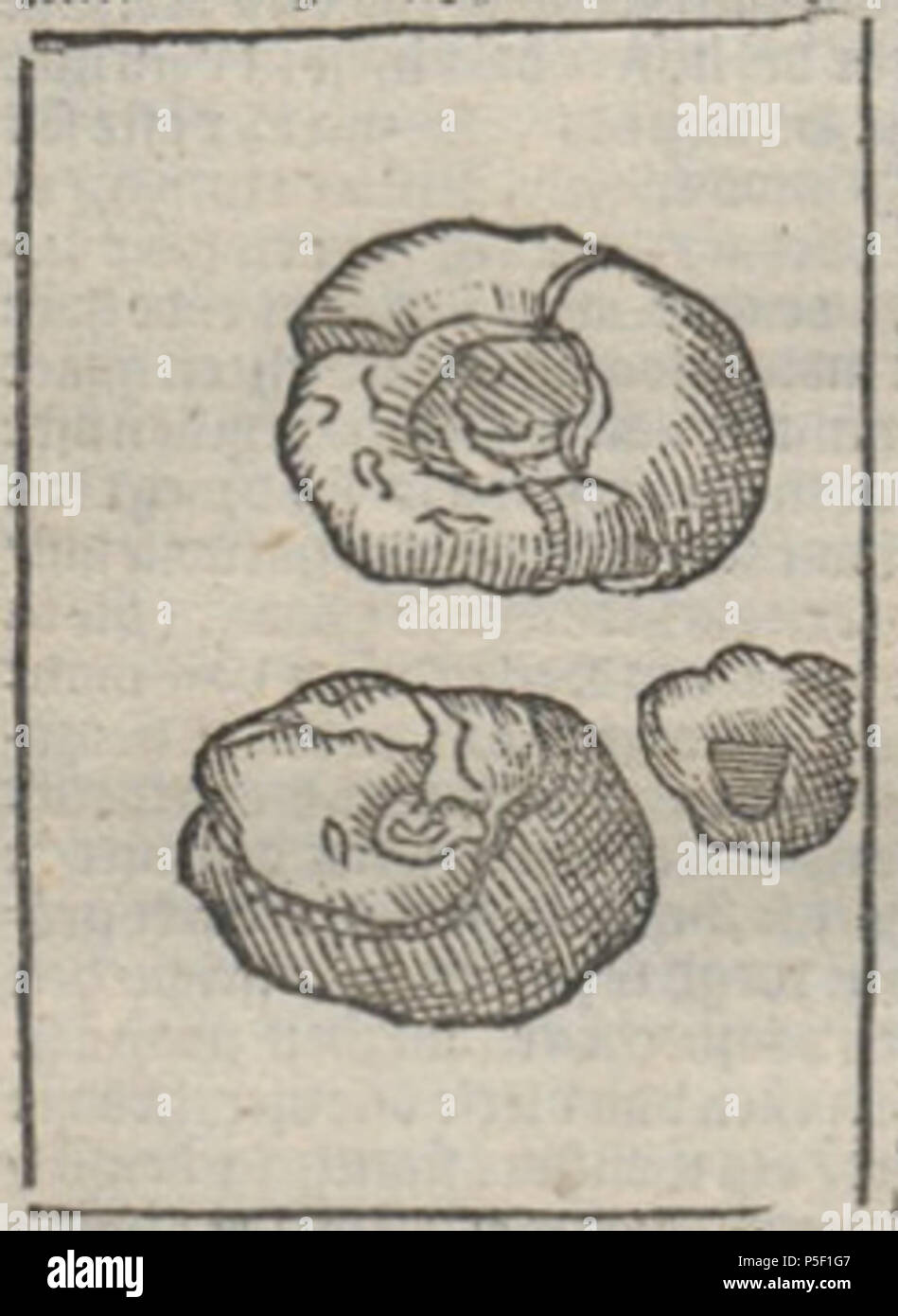 N/A. Englisch: Illustration aus dem Niederländischen zweite Ausgabe von José de Acosta's Historia Natural y moralische de las Indias, die ursprünglich in Spanisch in Salamanca, 1590 veröffentlicht wurde. 1624. José de Acosta (1539-1600) - Übersetzung aus dem Spanischen, Niederländischen von Jan Huyghen van Linschoten (1563-1611) 57 Acosta - 1624 - Historie naturael en morael-UB Uni Nijmegen Radboud - 109862082 210 Stockfoto