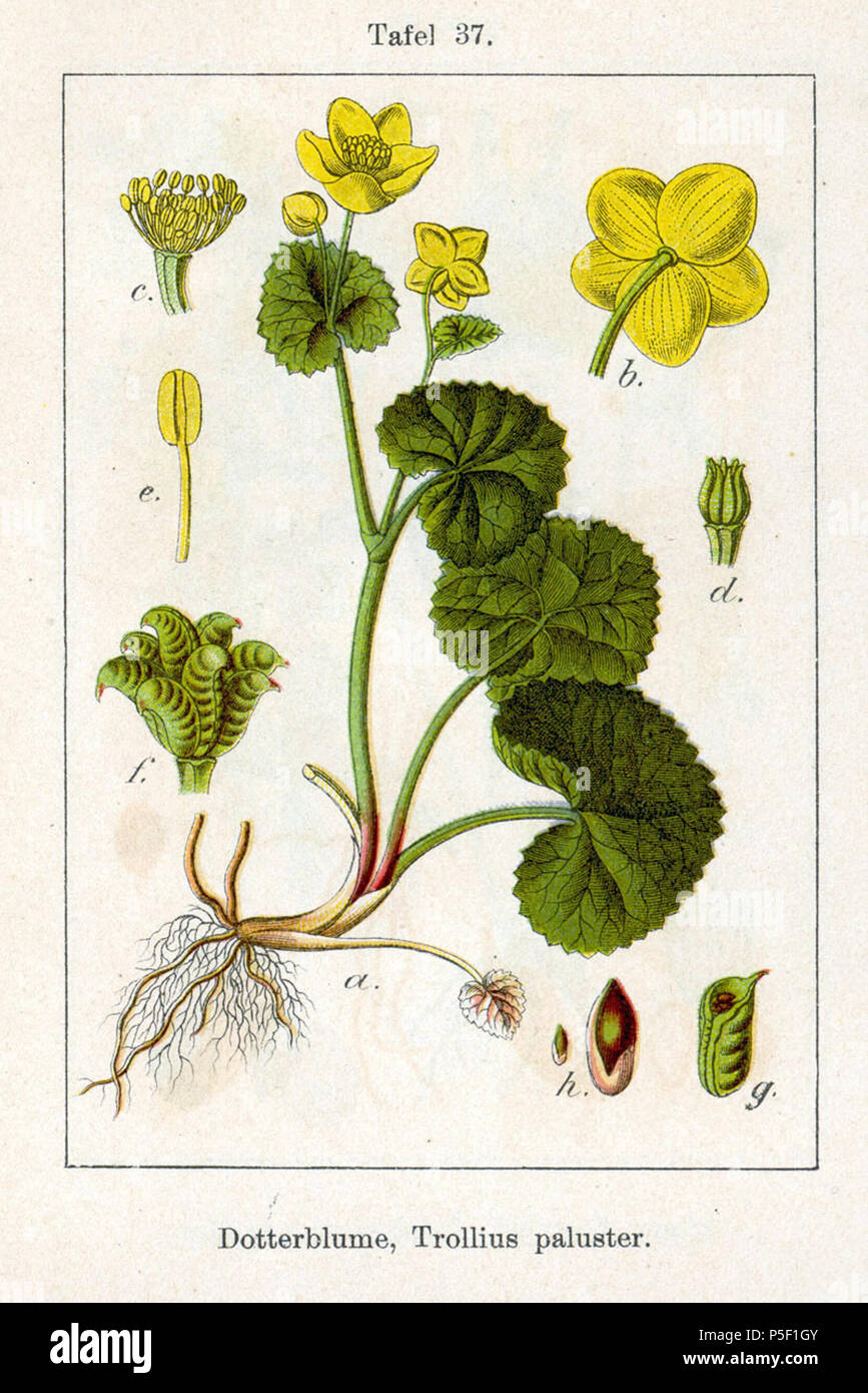 N/A. Englisch: Tela-Botanica.org:, Sumpfdotterblume Caltha palustris L. FloraWeb.de:, Sumpfdotterblume Caltha palustris L. ThePlantList.org: Caltha palustris L., Syn. Möglicherweise Trollius paluster E. H. L. Krause Original Beschreibung Dotterblume, Trollius paluster. 1796. Johann Georg Sturm (Maler: Jakob Sturm) 264 Caltha palustris Sturm 05037 Stockfoto