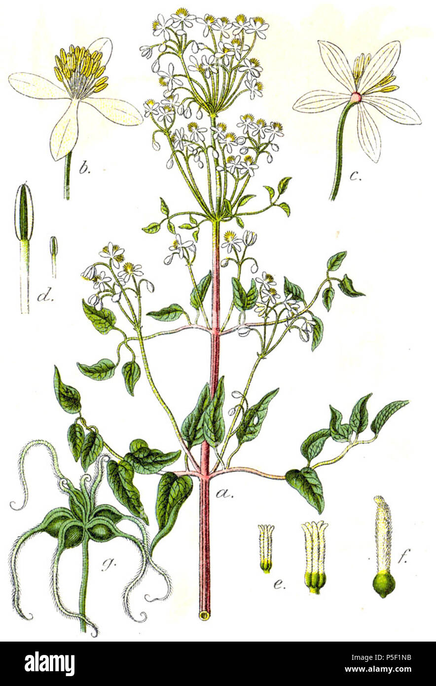 N/A. Clematis recta L., Syn. Anemone recta (L.) K. Krause Original Beschreibung Aufrechte Klematis, Anemone recta. 1796. Johann Georg Sturm (Maler: Jakob Sturm) 353 Clematis recta Sturm 40 Stockfoto