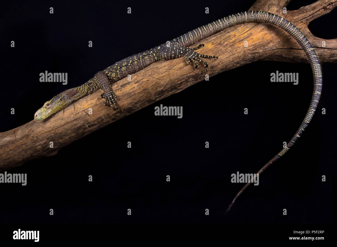 Das Krokodil Monitor (Varanus salvadorii) ist die längste Echse der Welt. Diesen Baum Drachen sind endemisch in Papua Neuguinea und West Pap Stockfoto
