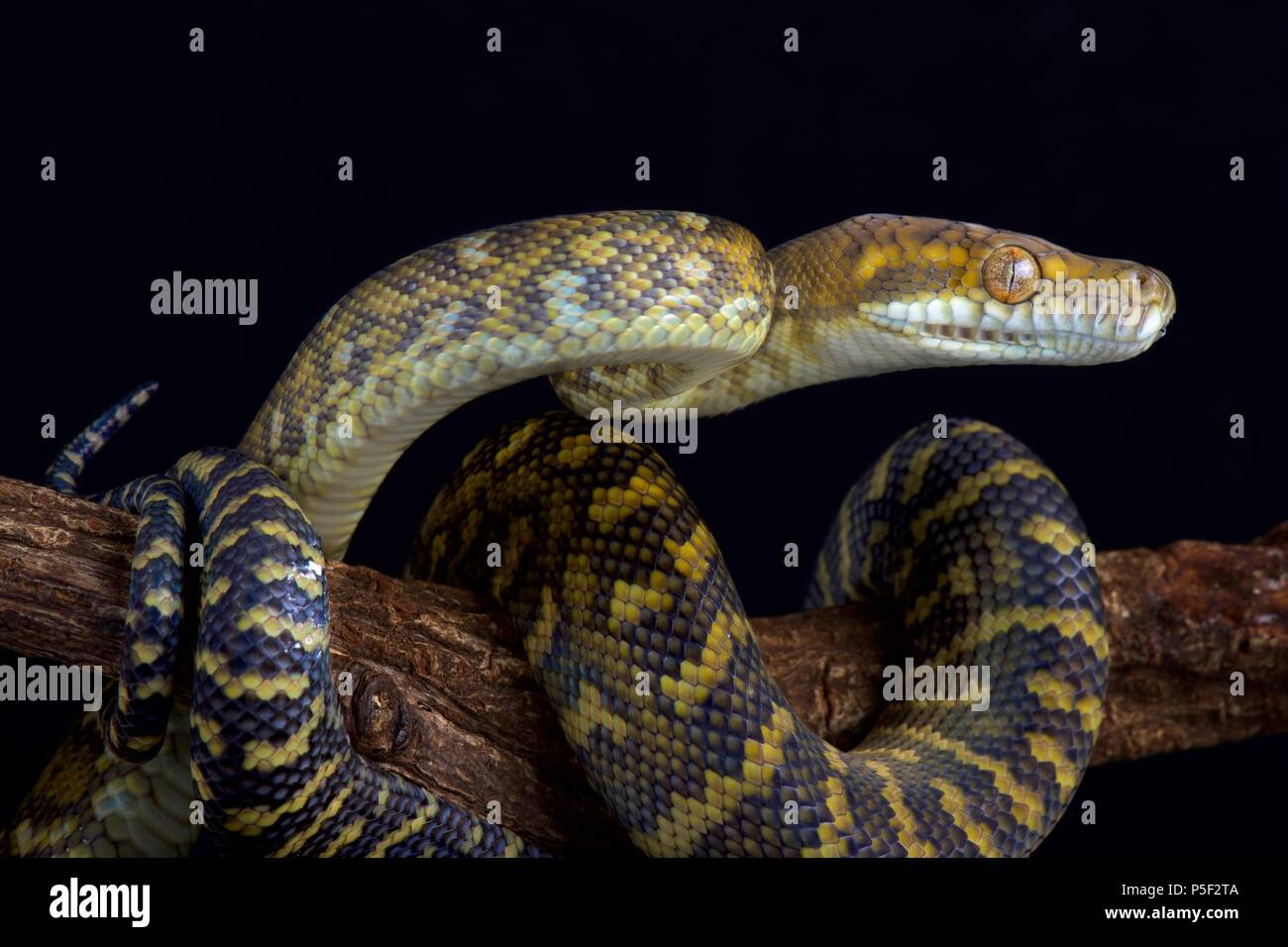 Die Molukkische python (Simalia clastolepis) ist endemisch auf der Molukken, Teil von Indonesien. Stockfoto