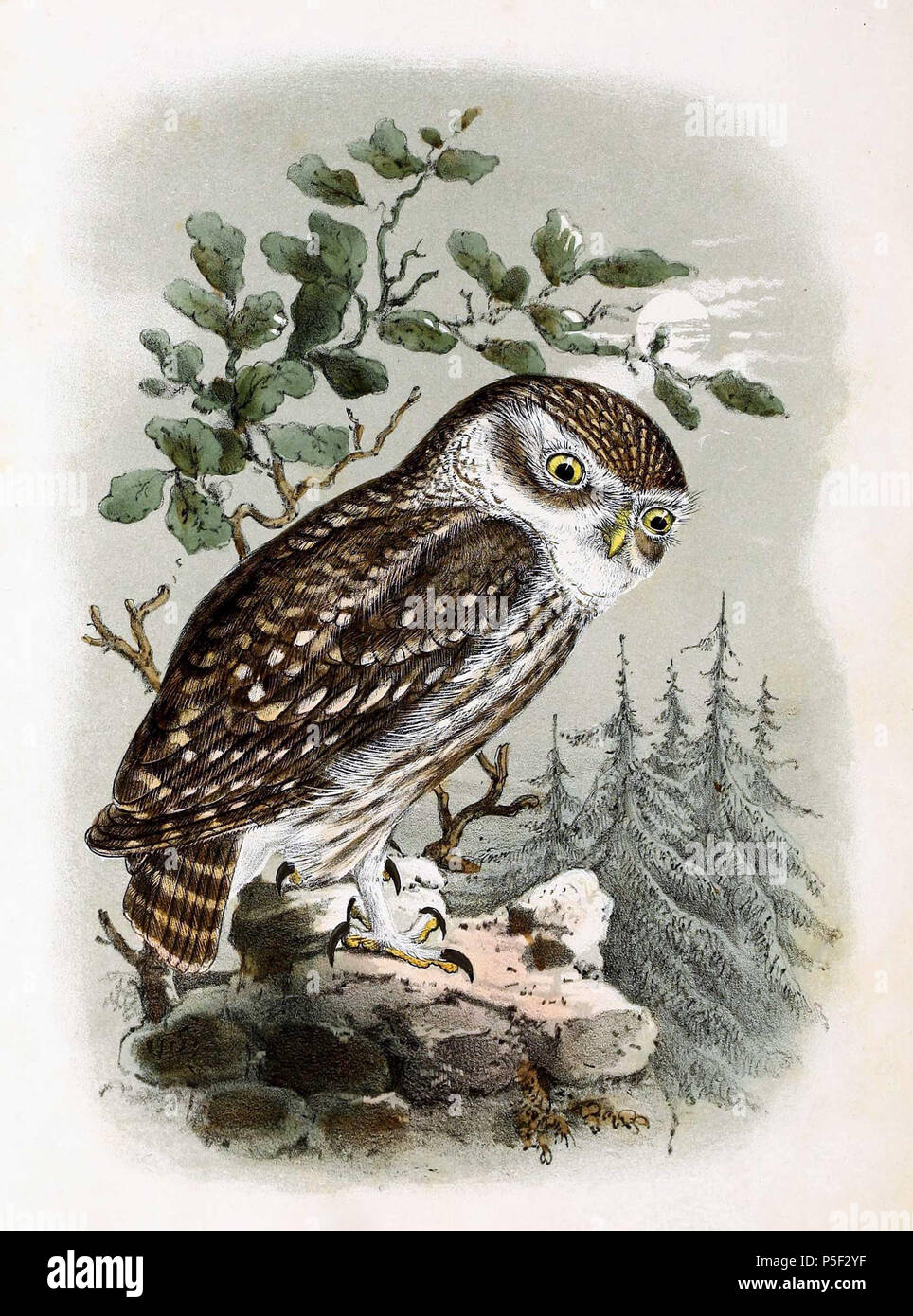 N/A. Englisch: "Strix" = Athene noctua Noctua (steinkauz) Français: "Strix" = Athene noctua Noctua (Chevêche d'Athéna). 1869. John gerrard Keulemans (1842-1912) Alternative Namen Johannes Gerardus Keulemans; J. G. Keulemans Beschreibung niederländische Ornithologe und Künstler Geburtsdatum / Tod vom 8. Juni 1842 29. Dezember 1912 Ort der Geburt / Tod Rotterdam London Authority control: Q 1335286 VIAF: 42113661 ISNI: 0000 0000 6313 981 X ULAN: 500041975 98083374 LCCN: keine NLA: 35268760 WorldCat 144 Athene noctua 1869 Stockfoto