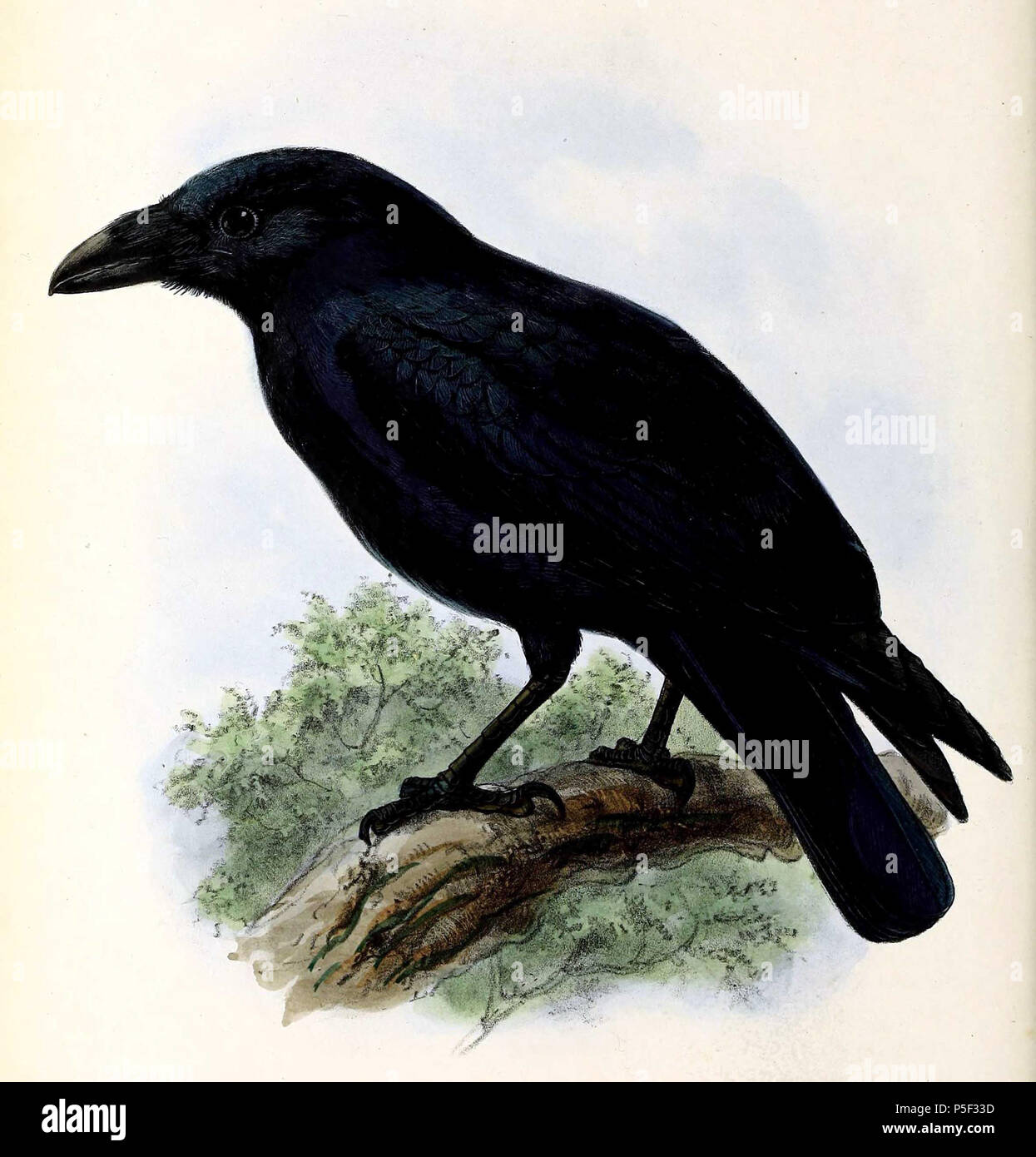 N/A. Englisch: "Corvus Corax" Corvus Corax (kolkrabe) Français: "Corvus Corax" Corvus Corax (Grand Corbeau). 1876. John gerrard Keulemans (1842-1912) Alternative Namen Johannes Gerardus Keulemans; J. G. Keulemans Beschreibung niederländische Ornithologe und Künstler Geburtsdatum / Tod vom 8. Juni 1842 29. Dezember 1912 Ort der Geburt / Tod Rotterdam London Authority control: Q 1335286 VIAF: 42113661 ISNI: 0000 0000 6313 981 X ULAN: 500041975 98083374 LCCN: keine NLA: 35268760 WorldCat 382 Corvus Corax 1876 Stockfoto
