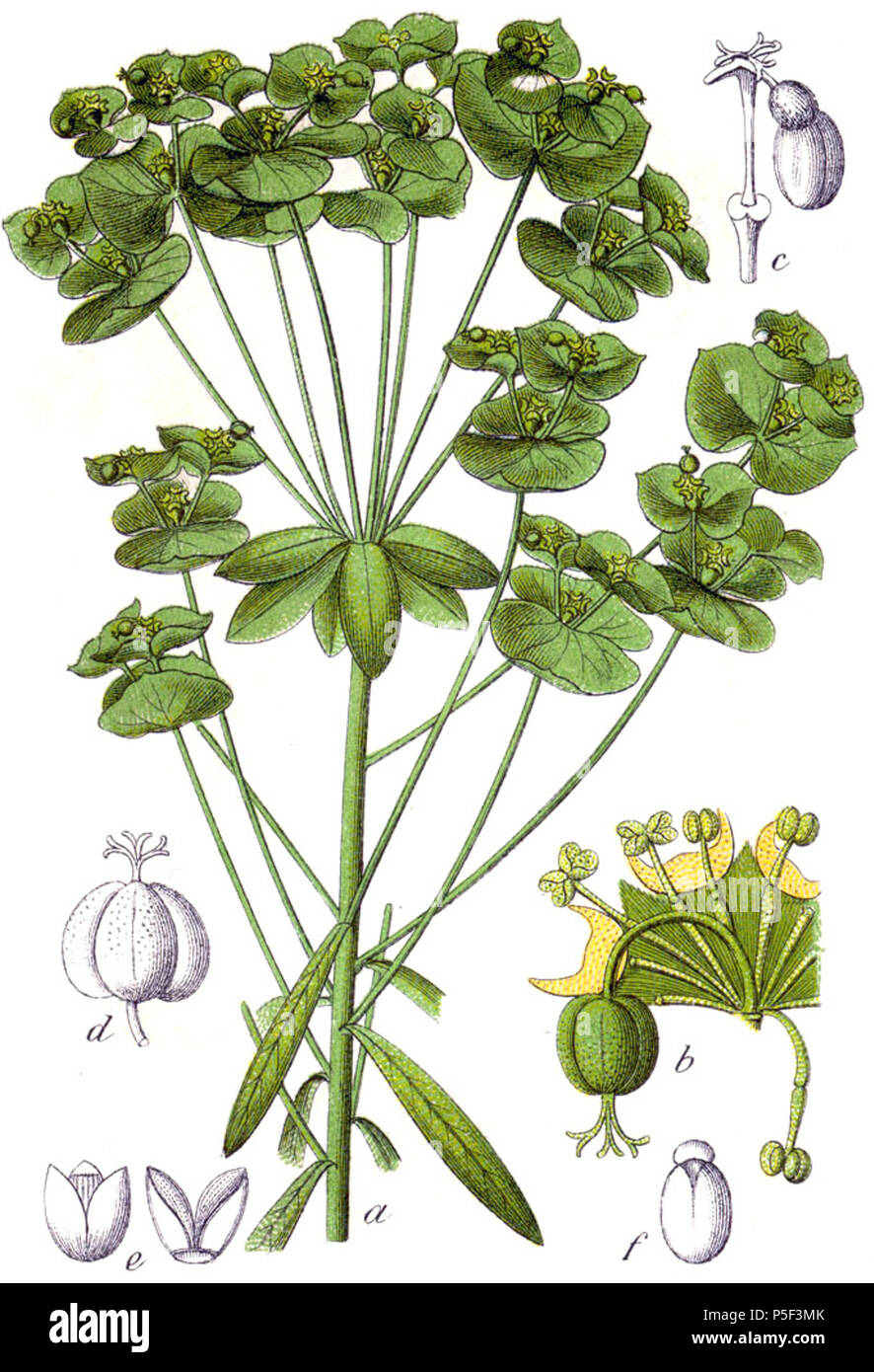 N/A. Euphorbia esula L. s Str. Ursprüngliche Bildunterschrift Brachwurz, Euphorbia esula. 1796. Johann Georg Sturm (Maler: Jakob Sturm) 535 Euphorbia esula Sturm 31. Stockfoto