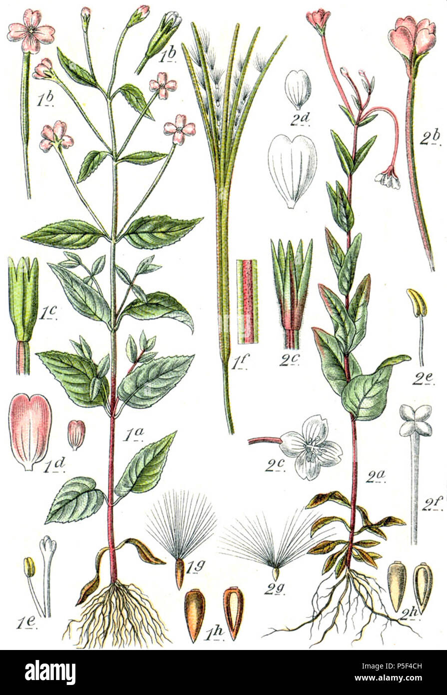 N/A. 1. Epilobium montanum L. 2. Epilobium montanum L., Syn. Epilobium hypericifolium Tausch Original Bildunterschrift 1. Berg-Weidenröschen, Epilobium Montanum 2. Hartheu-Röschen, E. hypericifolium E. hypericifolium wird heutzutage in E. montanum enthalten. Zeichnung zeigt damit zwei Wachstum Formen der gleichen Art. . 1796. Johann Georg Sturm (Maler: Jakob Sturm) 520 Epilobium spp Sturm 38 Stockfoto