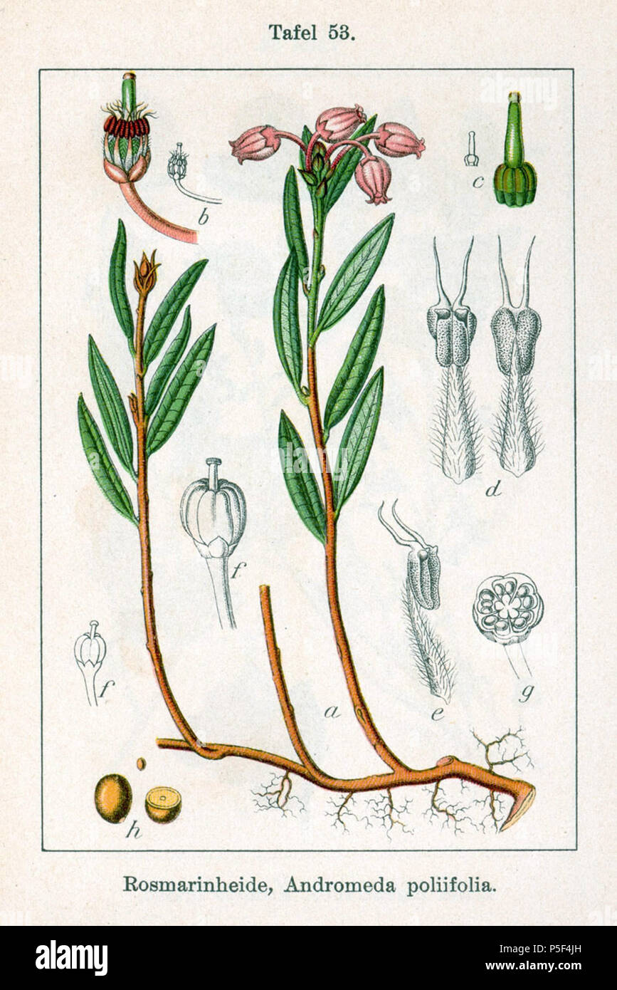 N/A. Englisch: Andromeda polifolia L. in der ursprünglichen Beschreibung, Rosmarinheide Andromeda poliifolia. 1796. Johann Georg Sturm (Maler: Jakob Sturm) 100 Andromeda polifolia Sturm 09053 Stockfoto