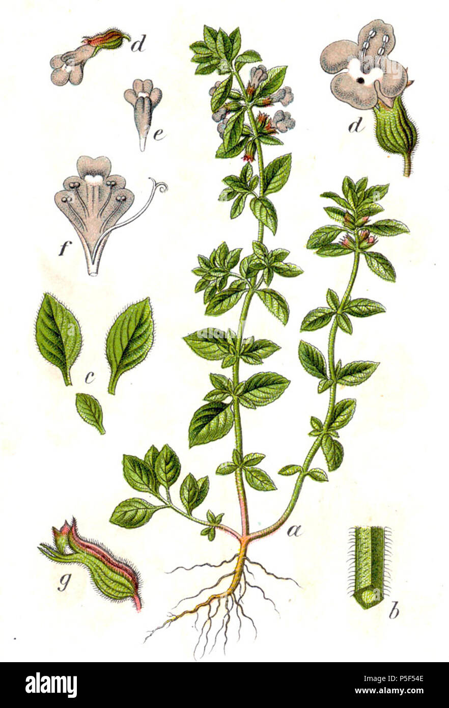 N/A. Acinos arvensis (Lam.) Dandy subsp arvensis, Syn. Calamintha acinos (L.) Clairv., Thymus acinos acinos L. ThePlantList.org: Clinopodium (L.) Kuntze Ursprüngliche Bildunterschrift Wilde Basilie, Thymus acinos. 1796. Johann Georg Sturm (Maler: Jakob Sturm) 263 Calamintha acinos Sturm 52 Stockfoto